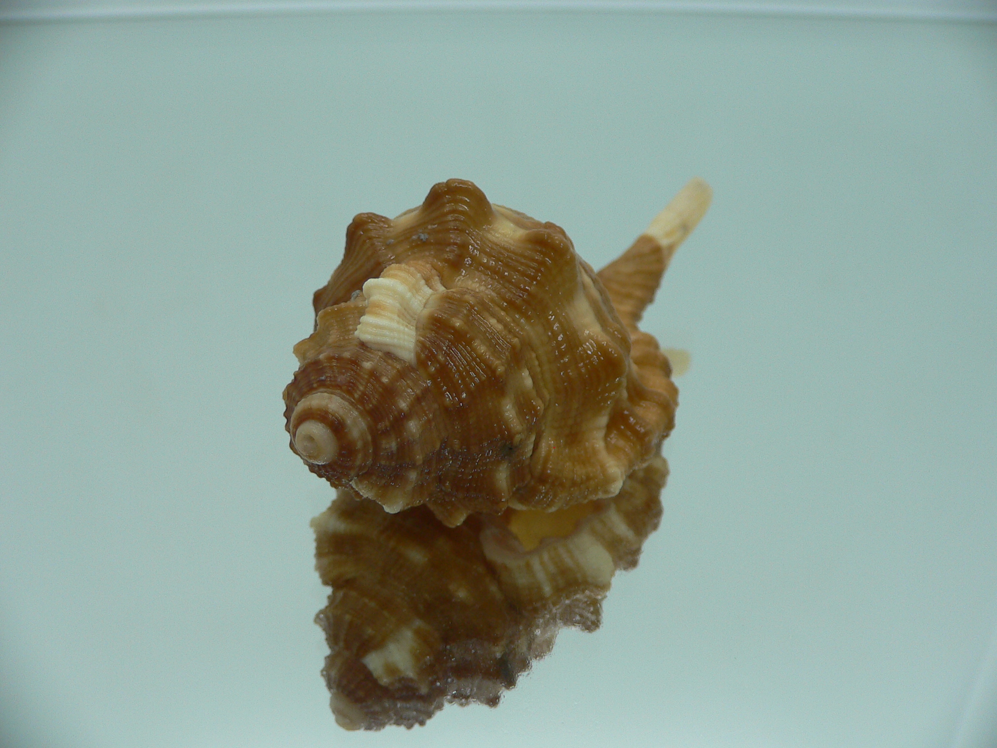 Ranularia sarcostoma