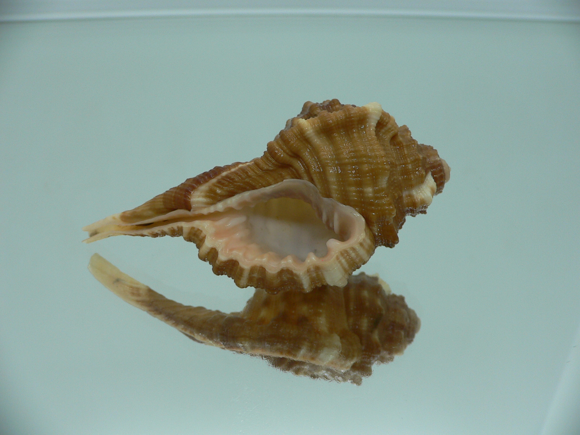 Ranularia sarcostoma