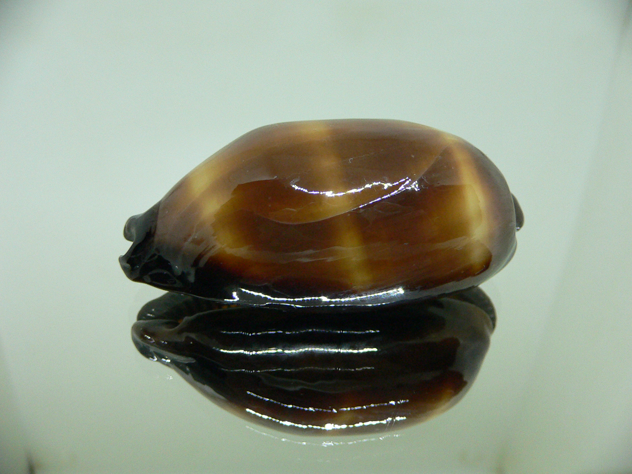 Cypraea talpa talpa DARK