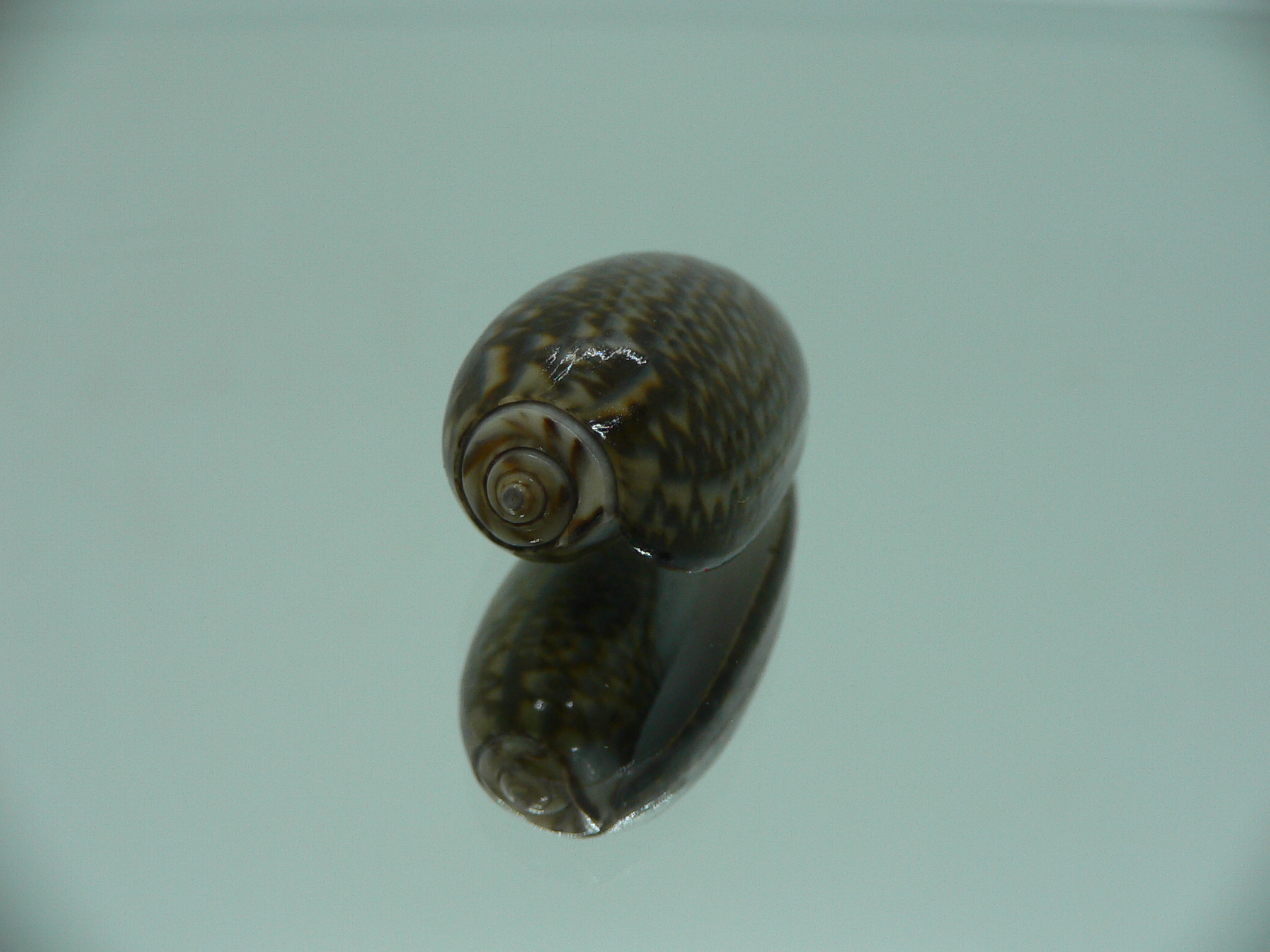 Oliva elegans