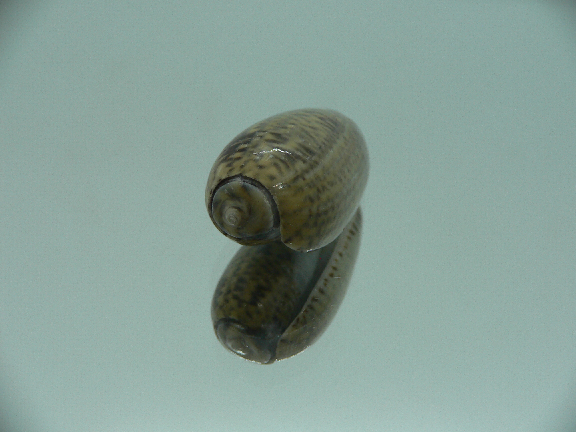 Oliva elegans