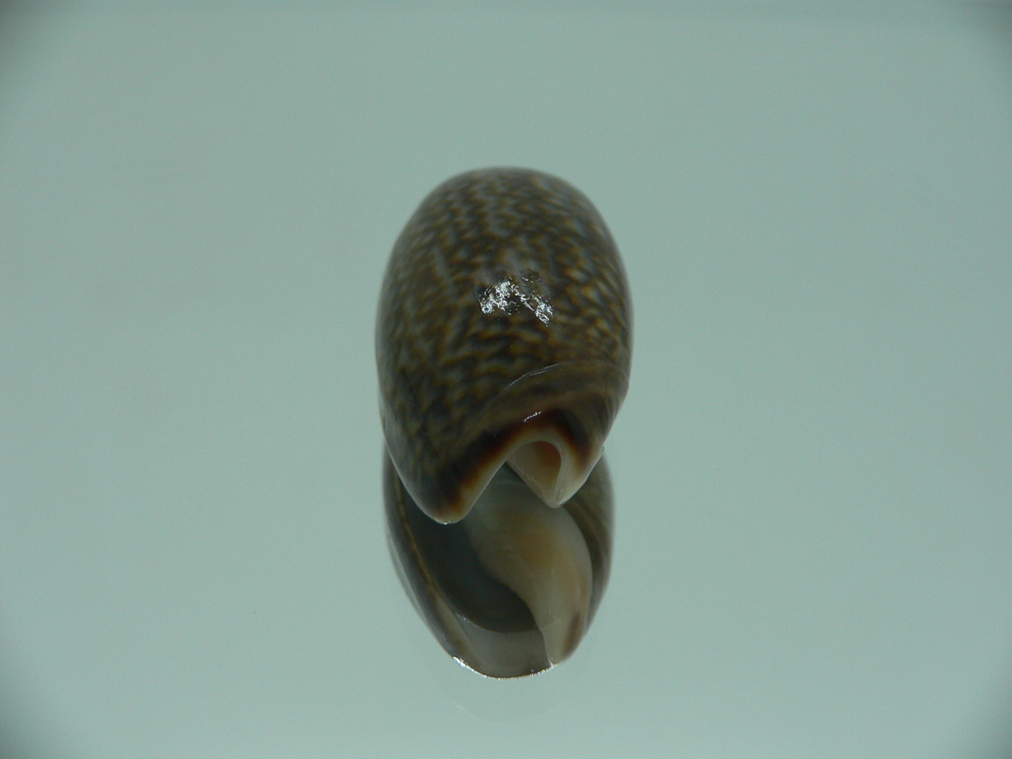Oliva elegans