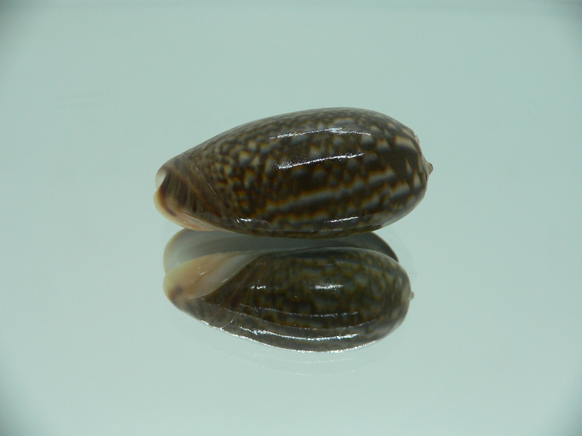 Oliva elegans