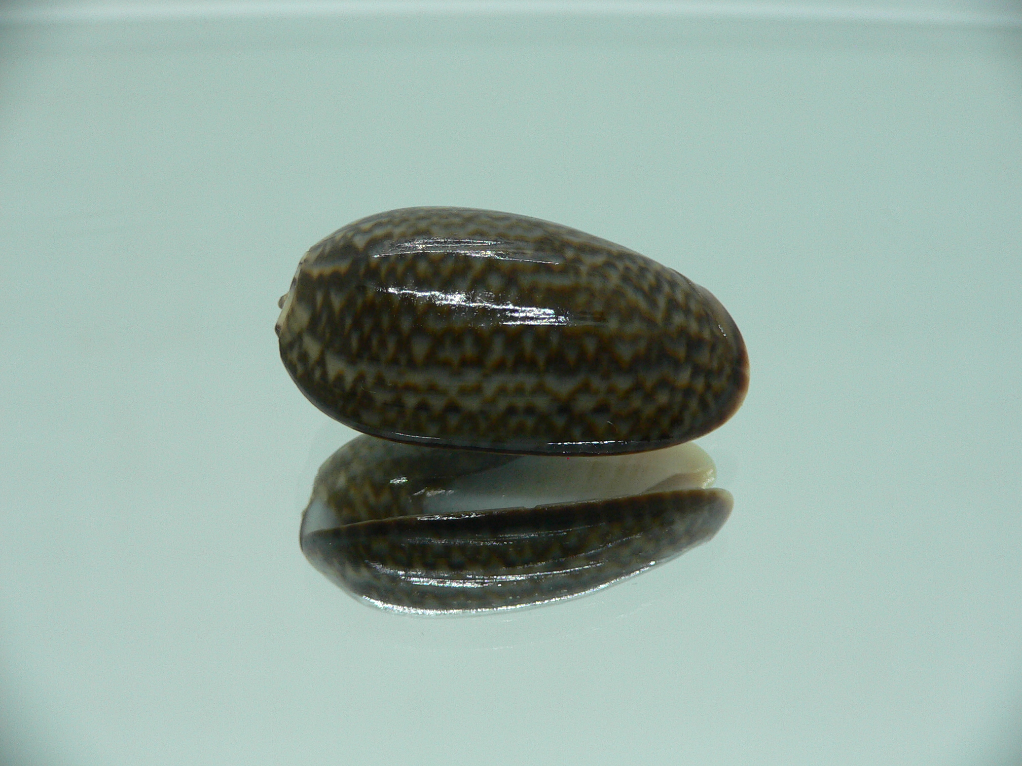 Oliva elegans