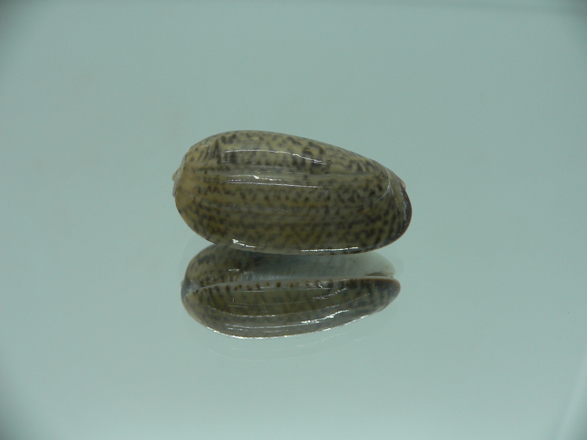 Oliva elegans