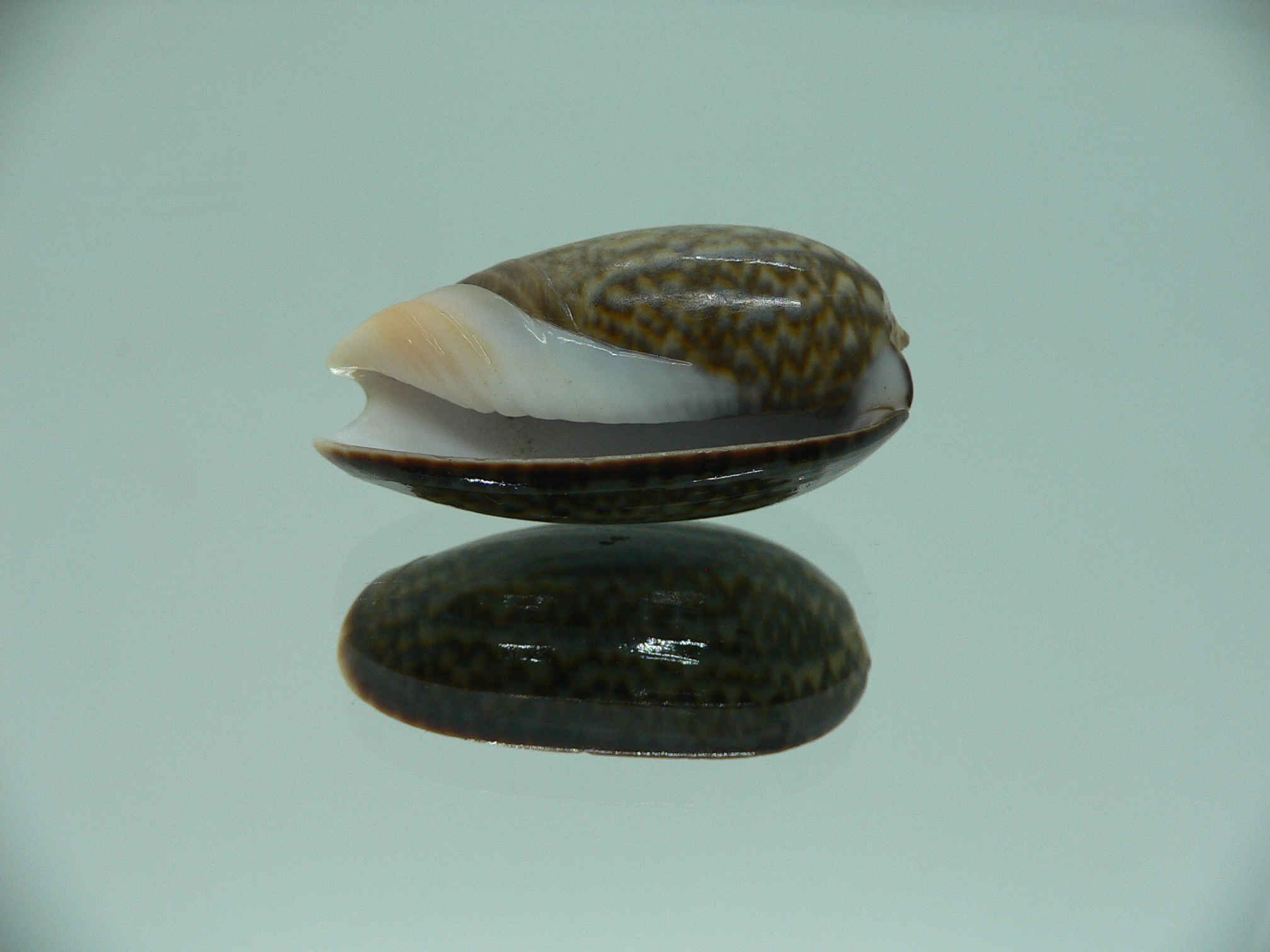 Oliva elegans