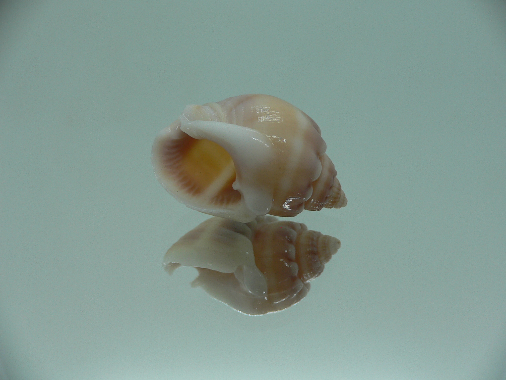 Nassarius aoteanus RARE ENDEMIC