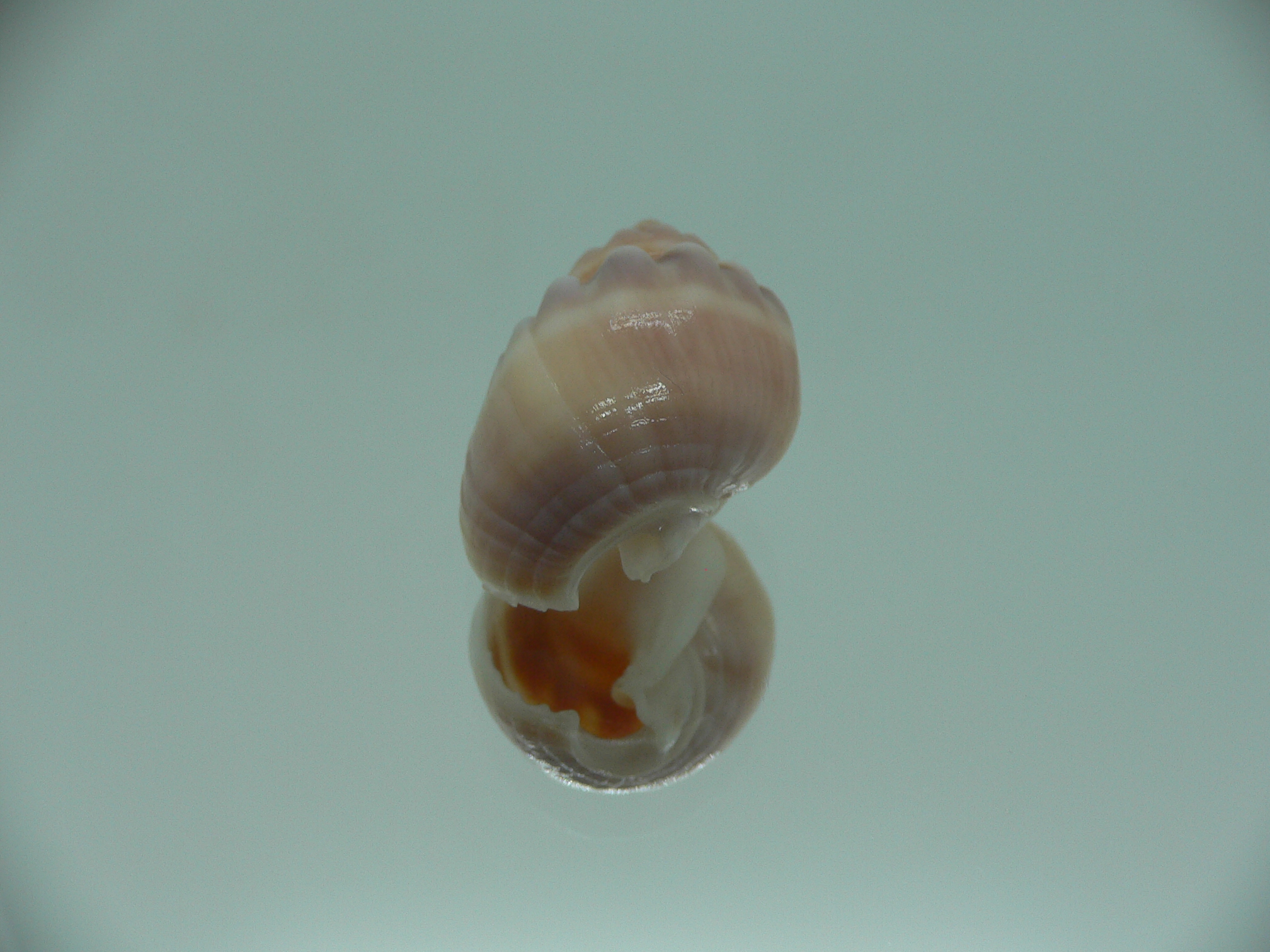 Nassarius aoteanus RARE ENDEMIC