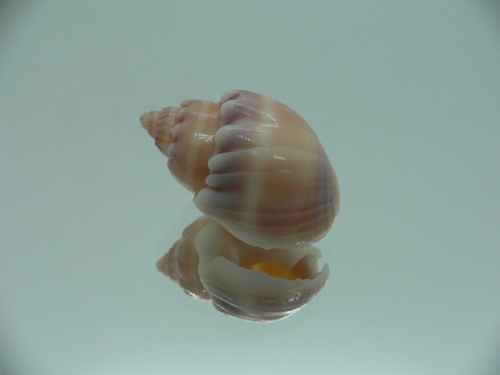 Nassarius aoteanus RARE ENDEMIC