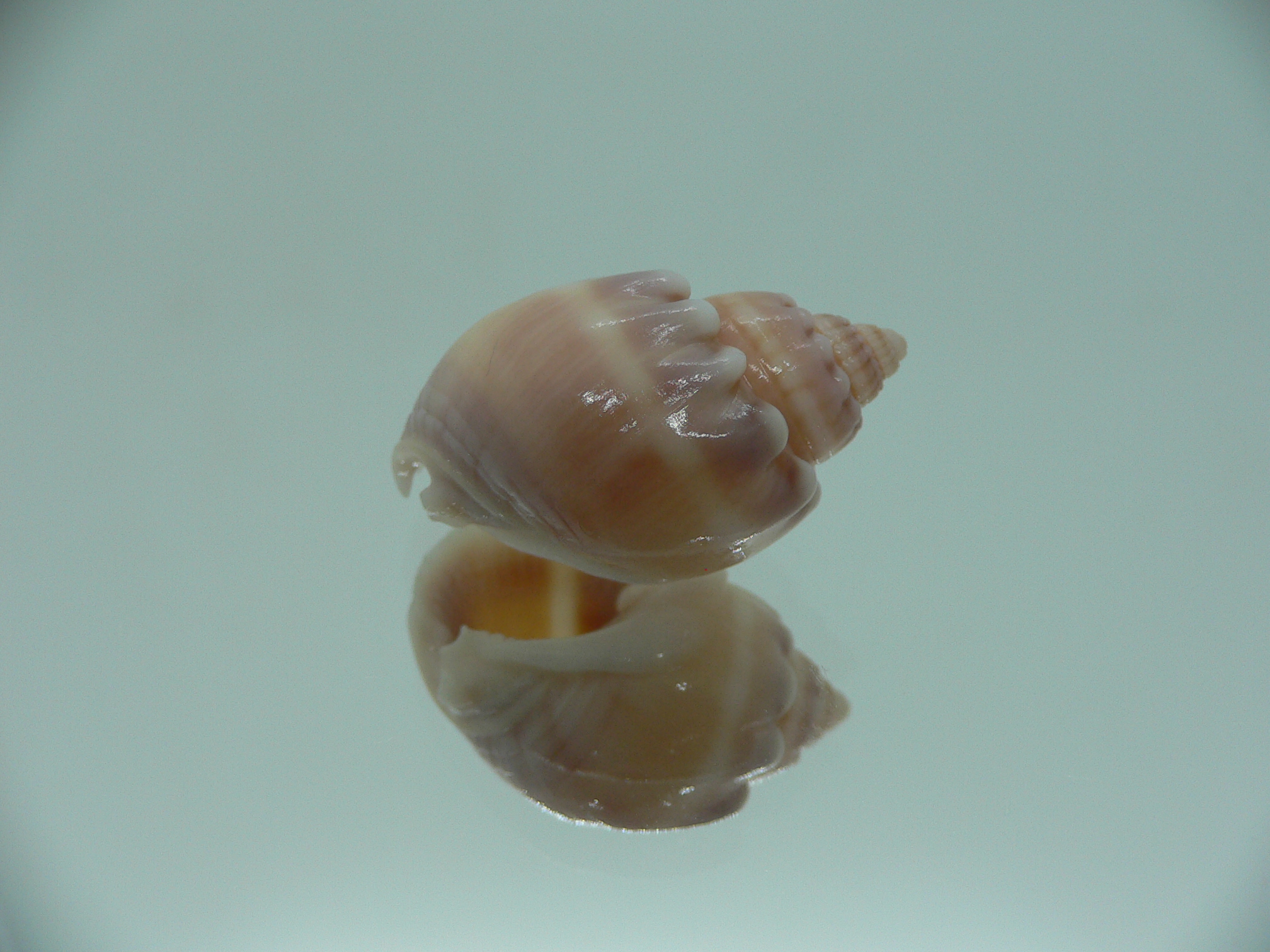 Nassarius aoteanus RARE ENDEMIC