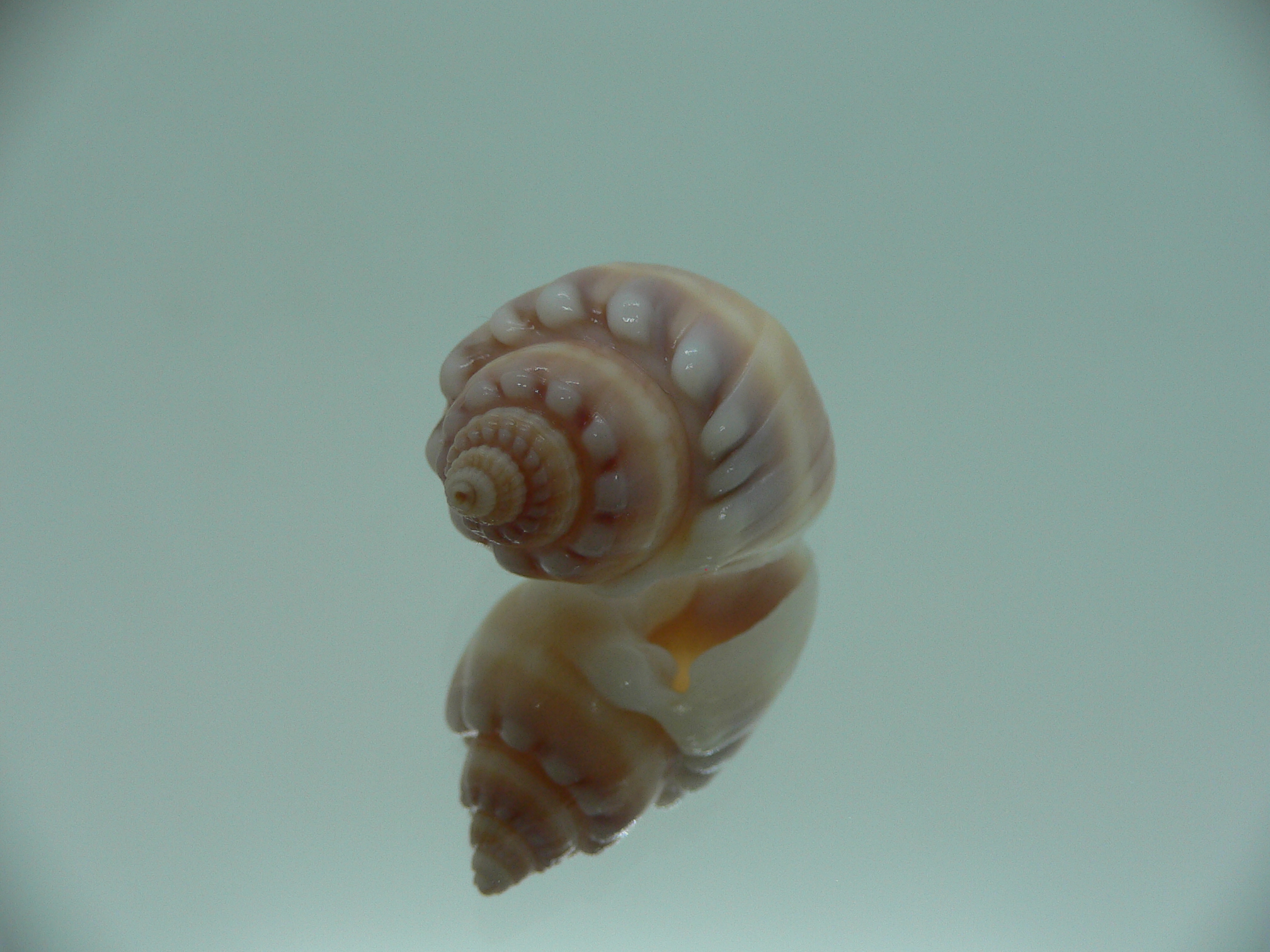 Nassarius aoteanus RARE ENDEMIC