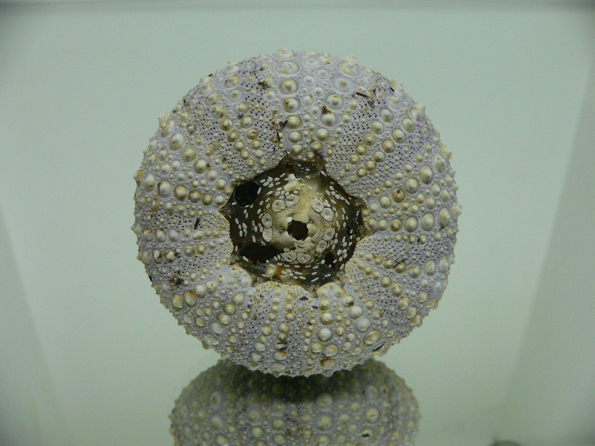 Mesocentrotus nudus CAKE & GRAY