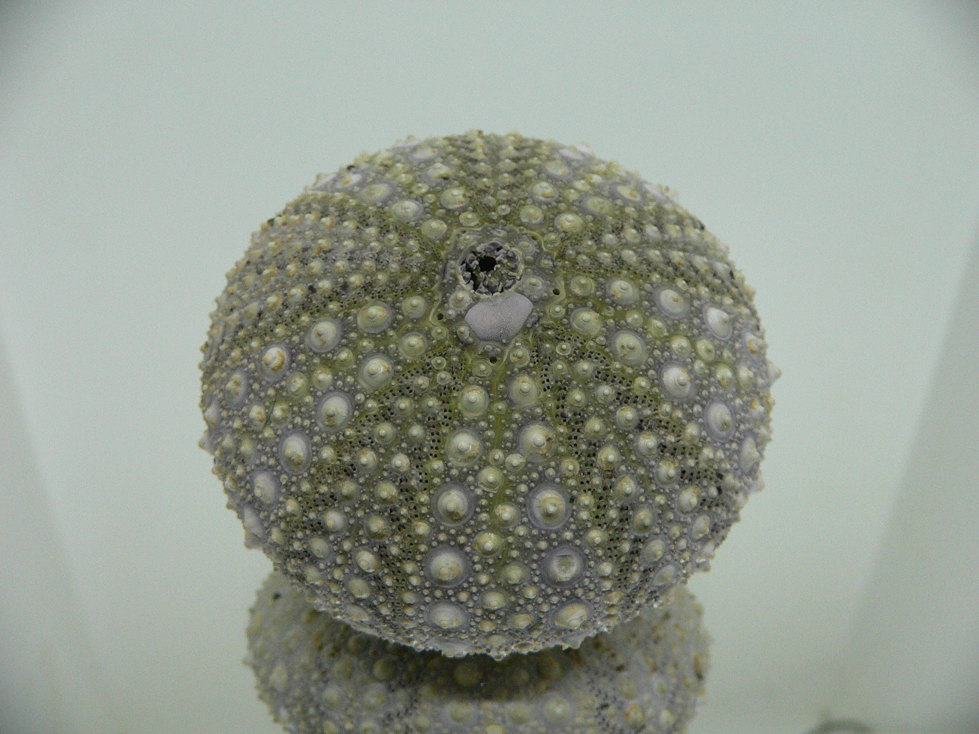 Mesocentrotus nudus CAKE & GRAY