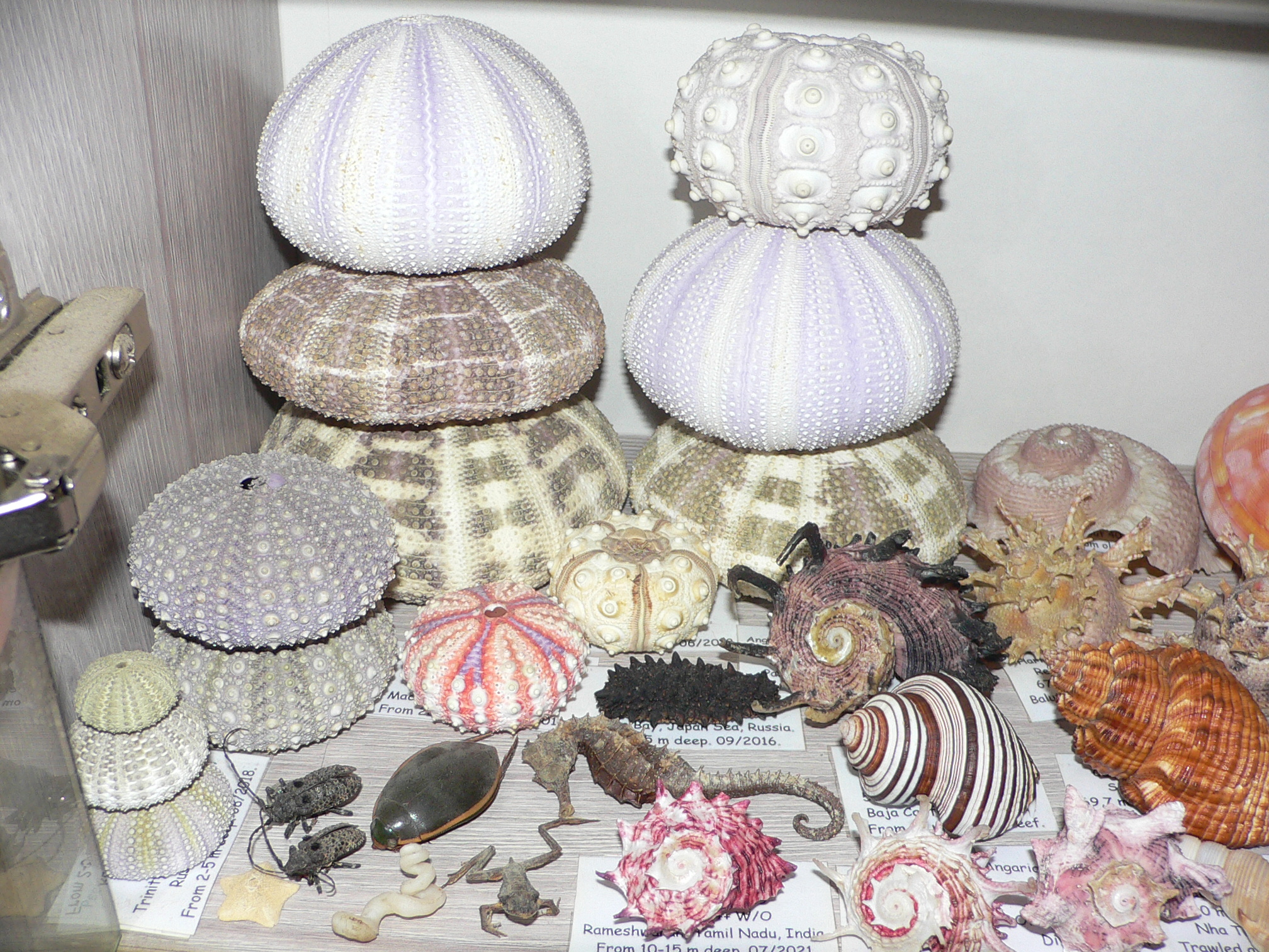 Mesocentrotus nudus CAKE & GRAY