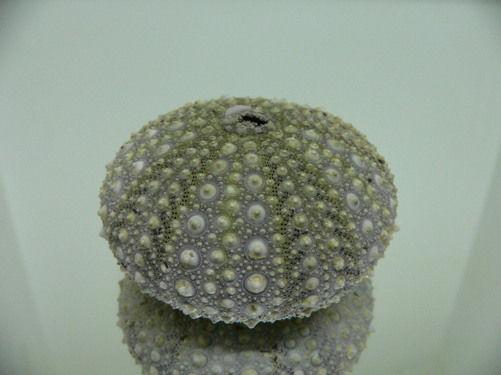 Mesocentrotus nudus CAKE & GRAY