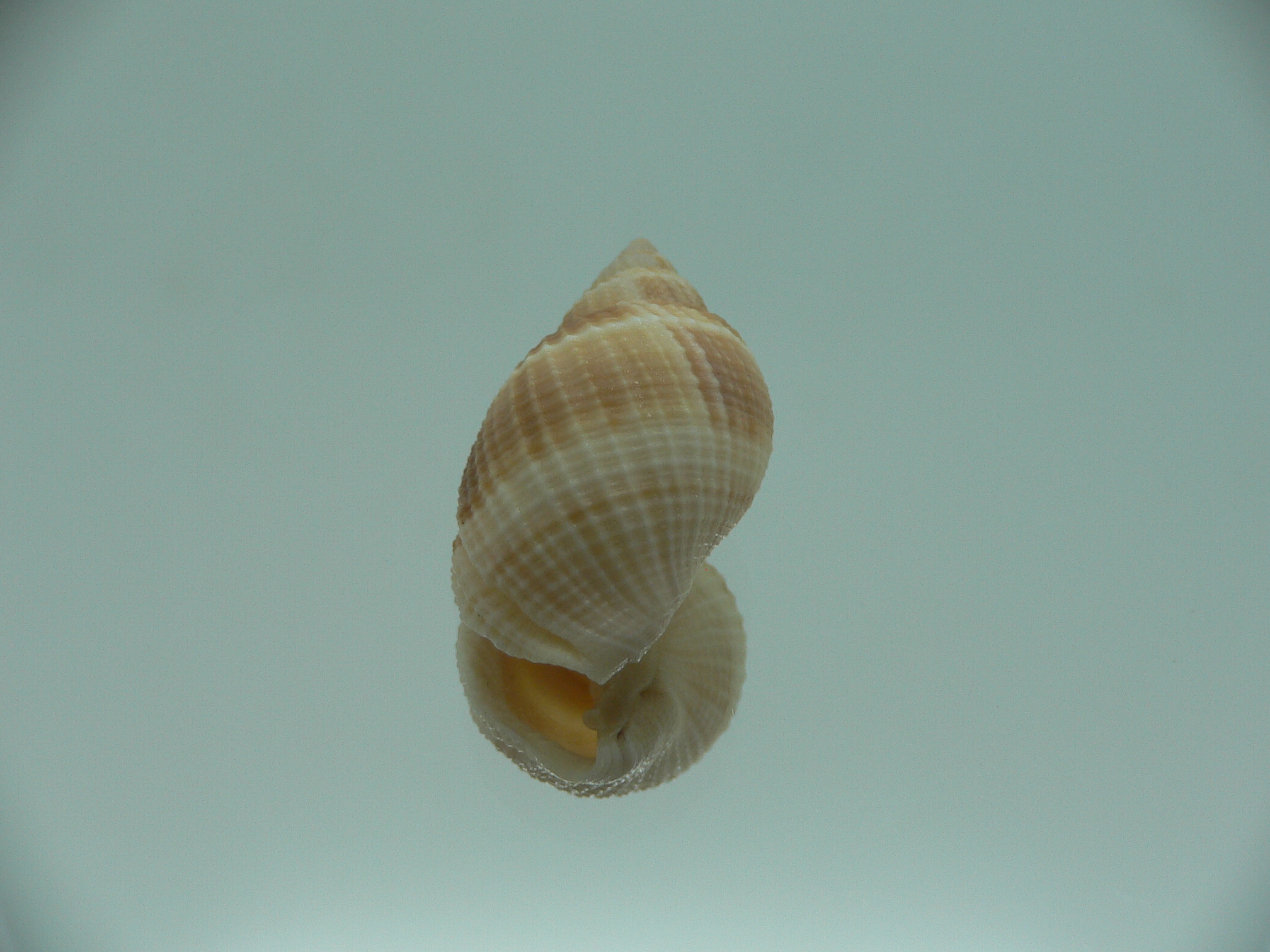 Merica elegans STRIPES