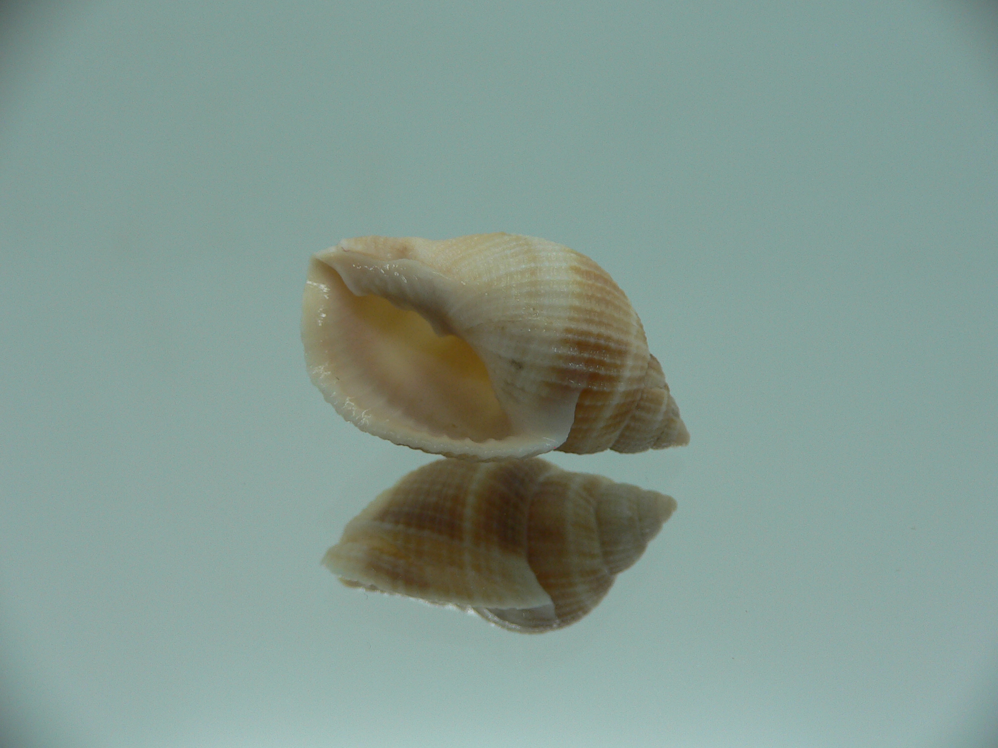 Merica elegans STRIPES