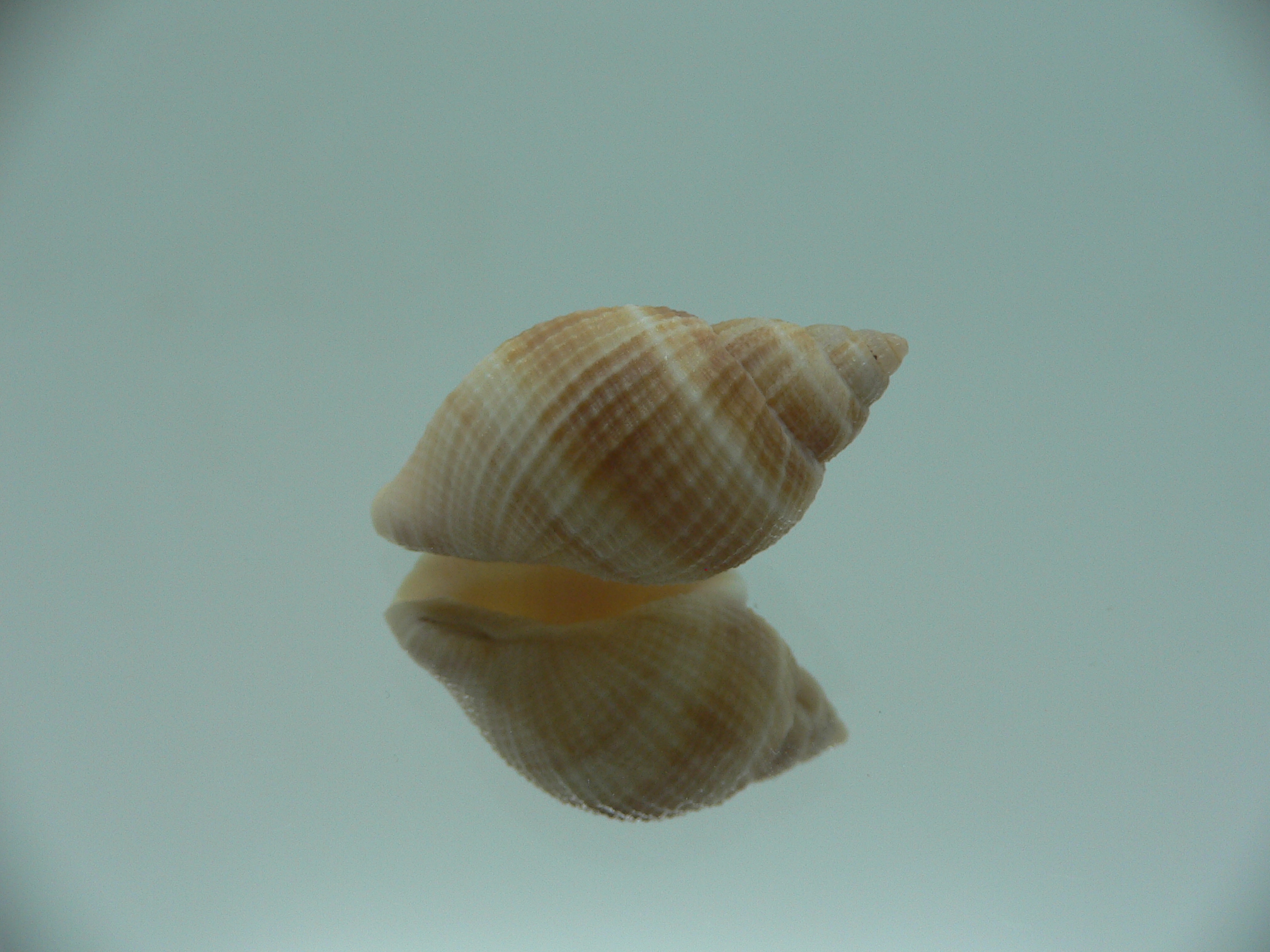Merica elegans STRIPES