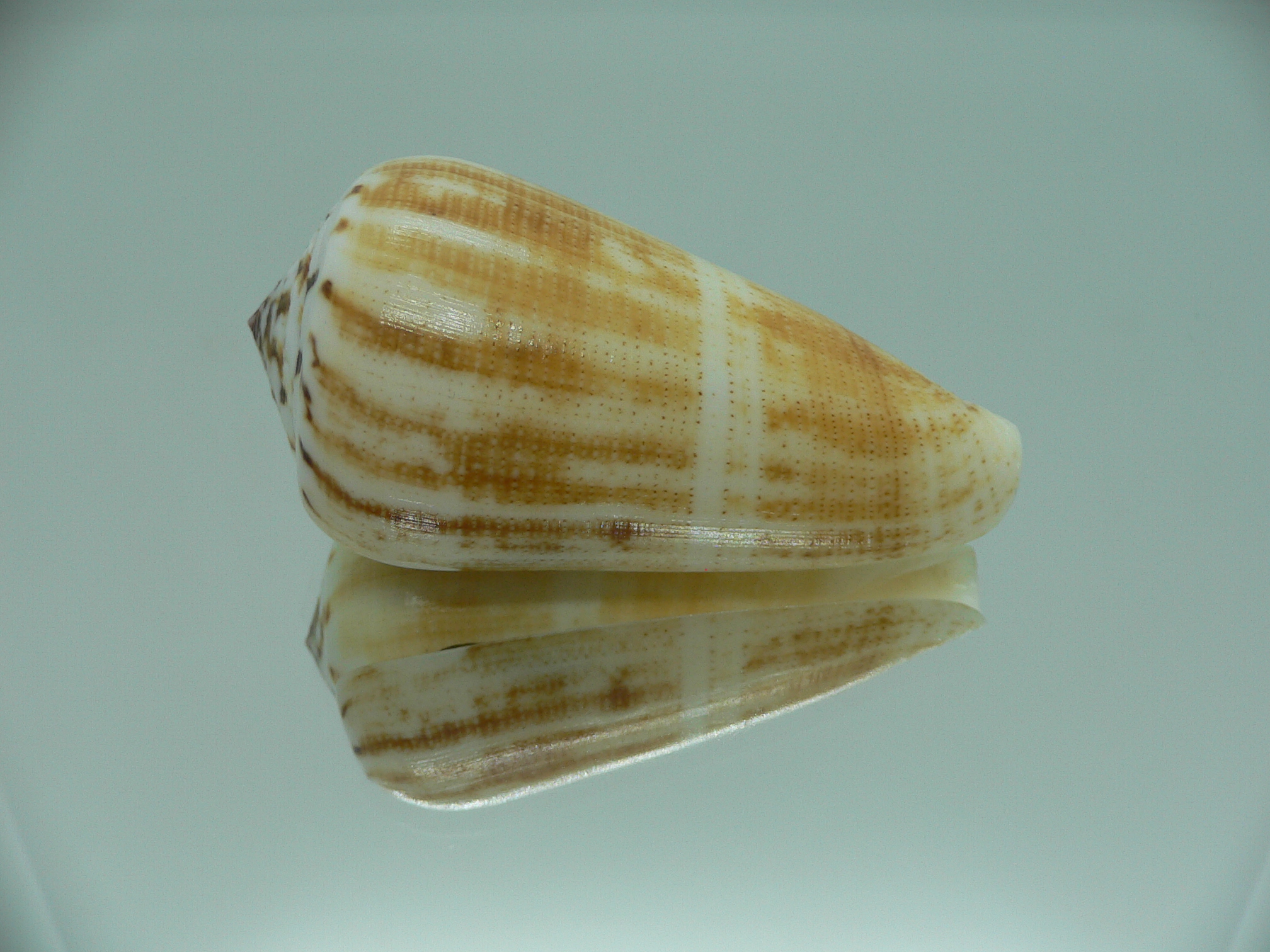 Conus magus raphanus (var.) YELLOW COLOR