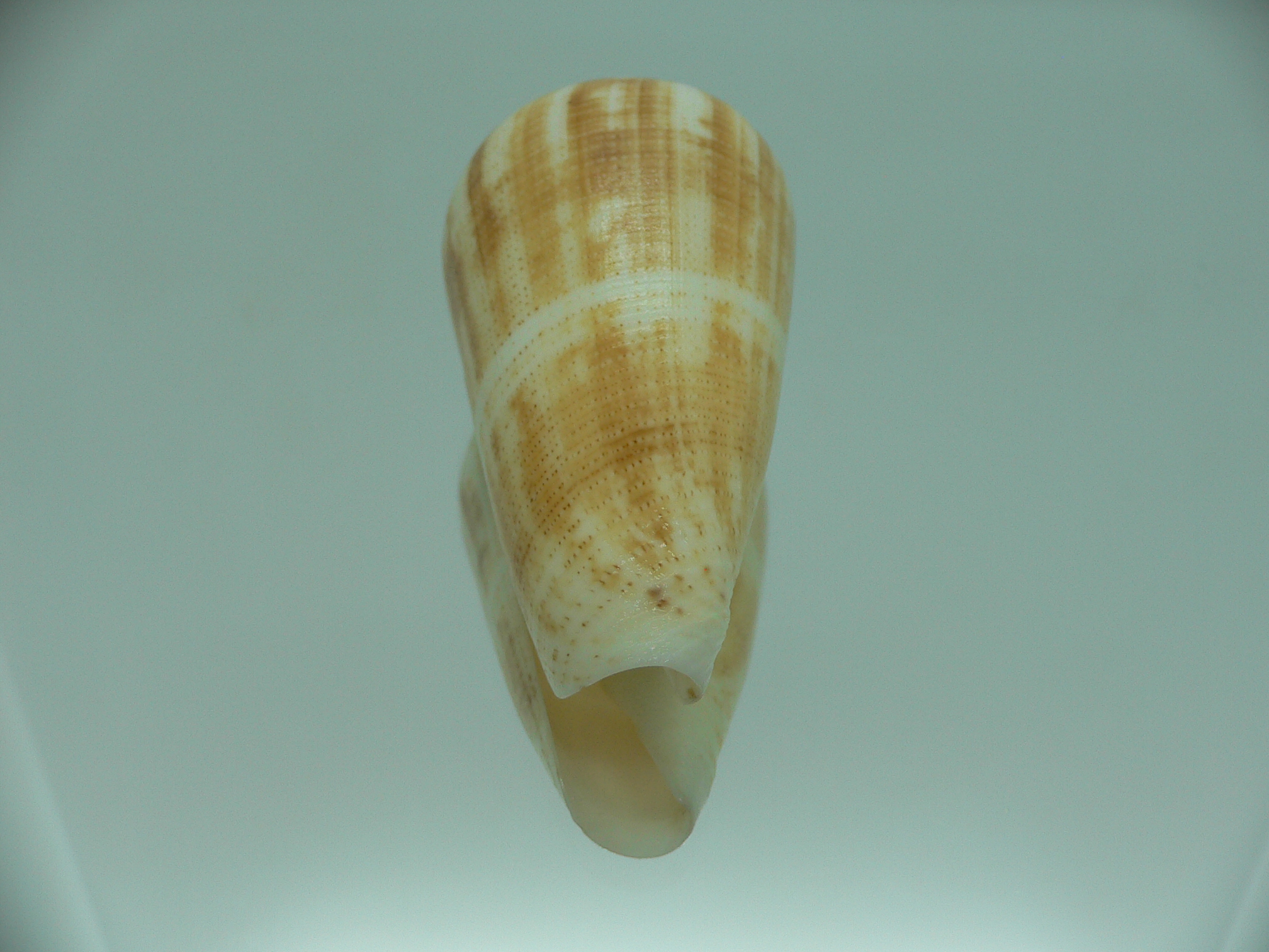 Conus magus raphanus (var.) YELLOW COLOR