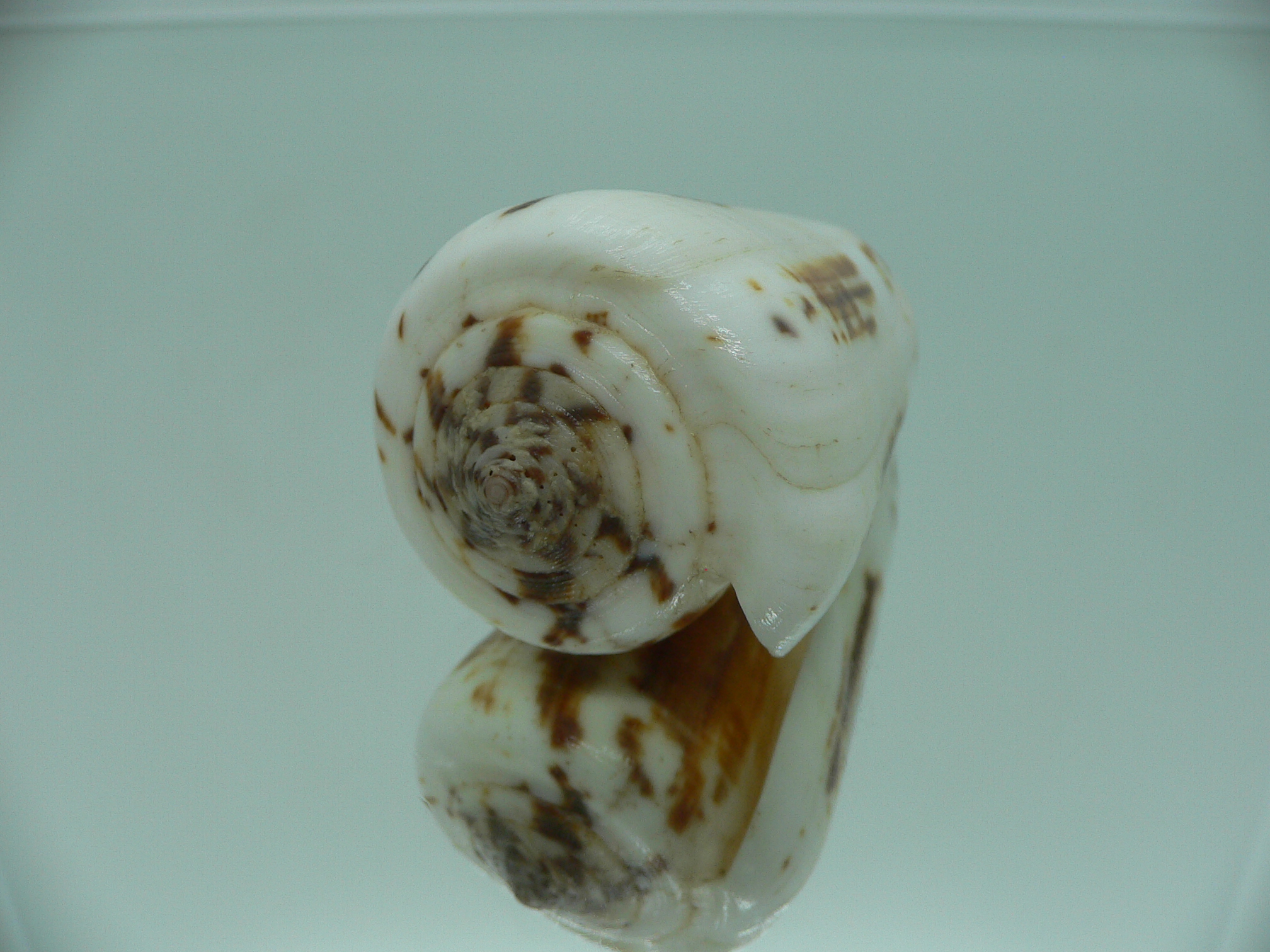 Conus magus raphanus (var.) COLOR