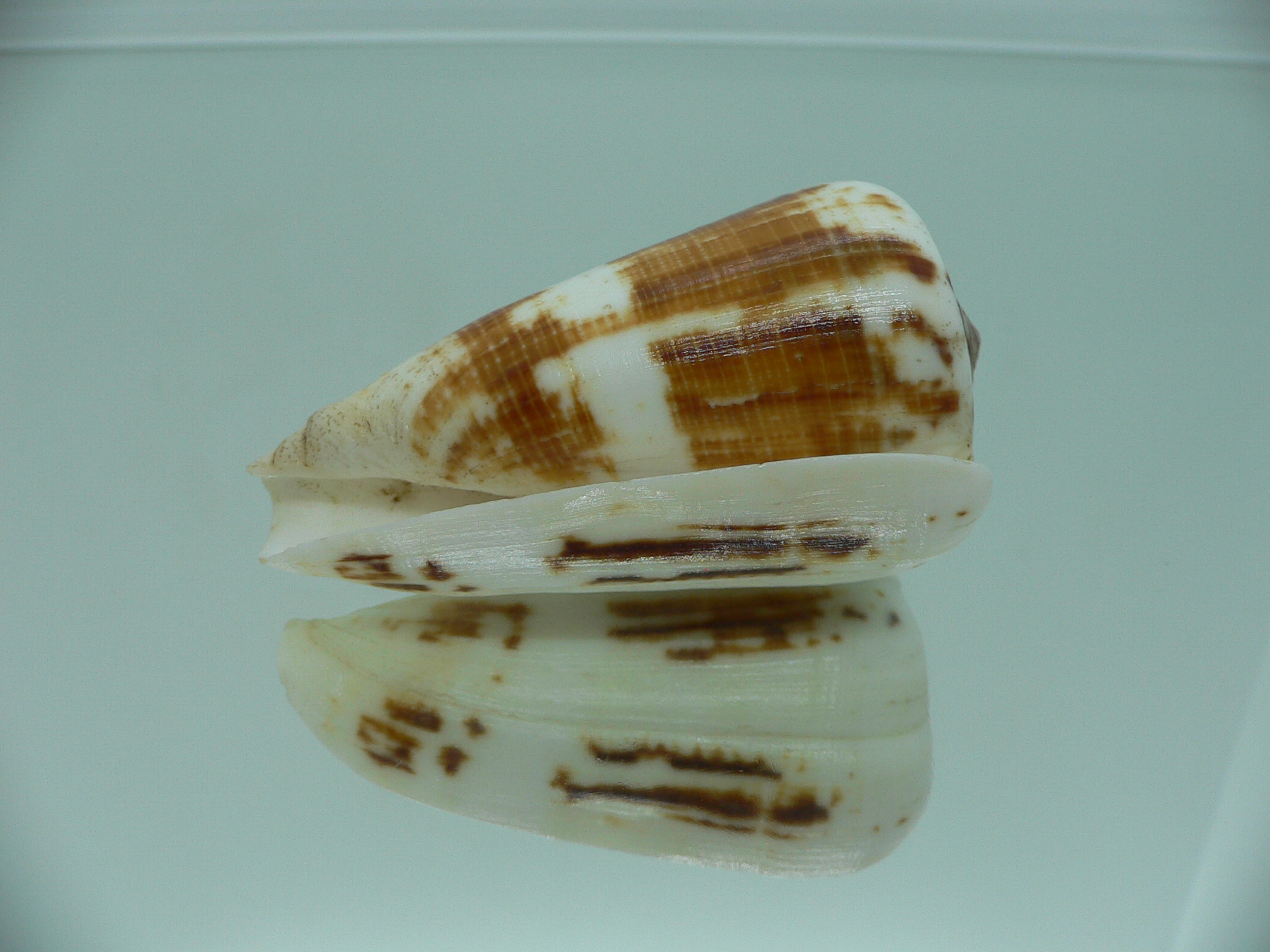 Conus magus raphanus (var.) COLOR