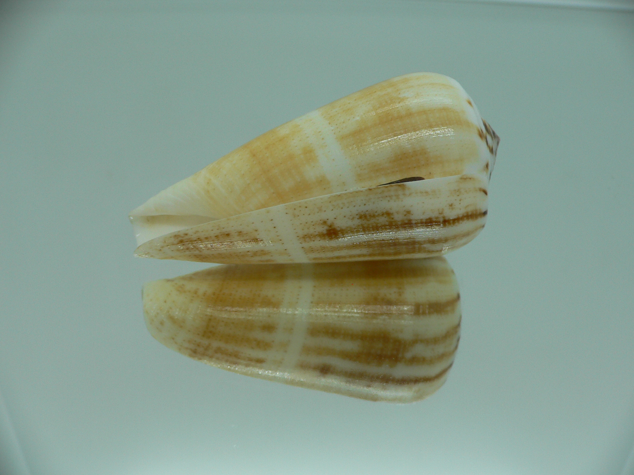 Conus magus raphanus (var.) YELLOW COLOR
