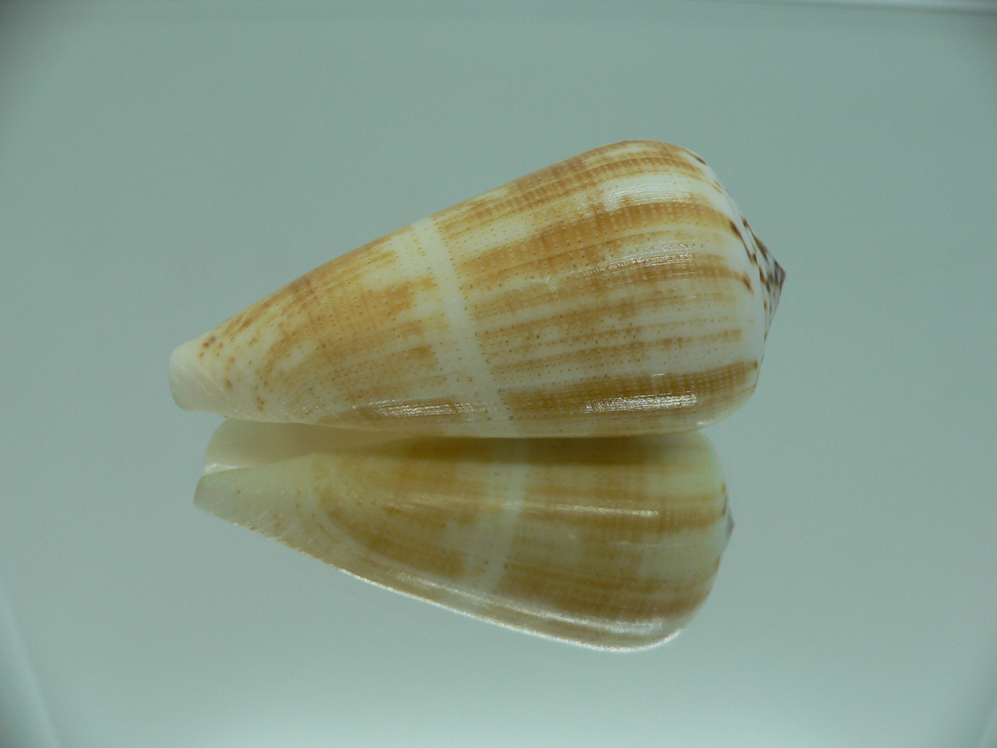 Conus magus raphanus (var.) YELLOW COLOR