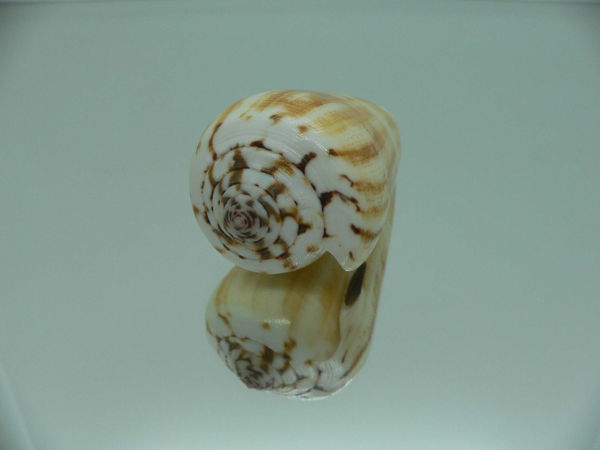 Conus magus raphanus (var.) YELLOW COLOR