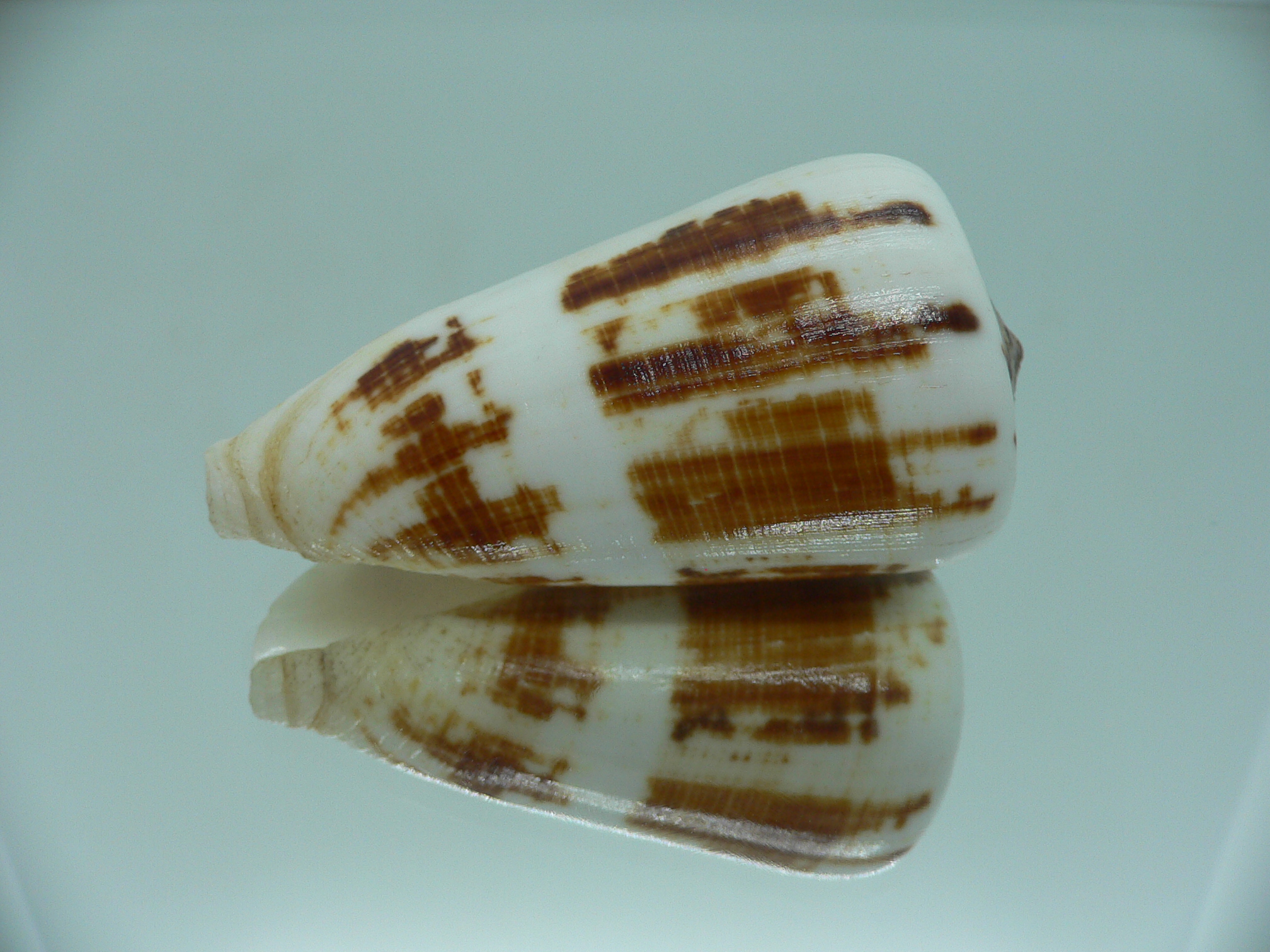 Conus magus raphanus (var.) COLOR