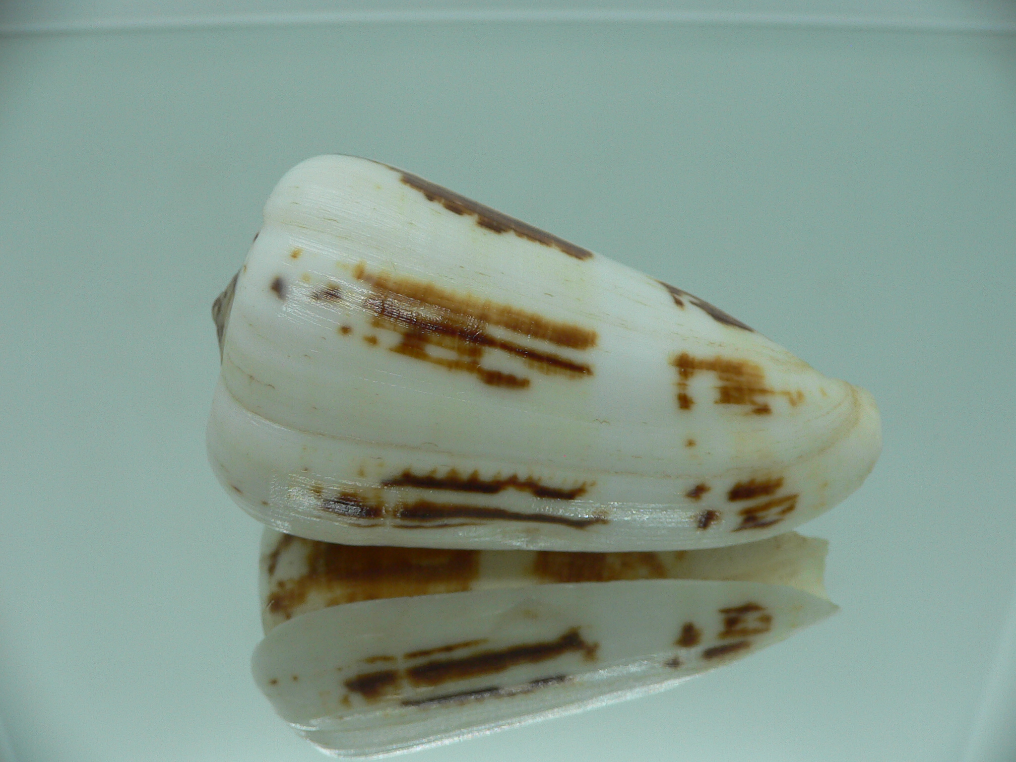 Conus magus raphanus (var.) COLOR