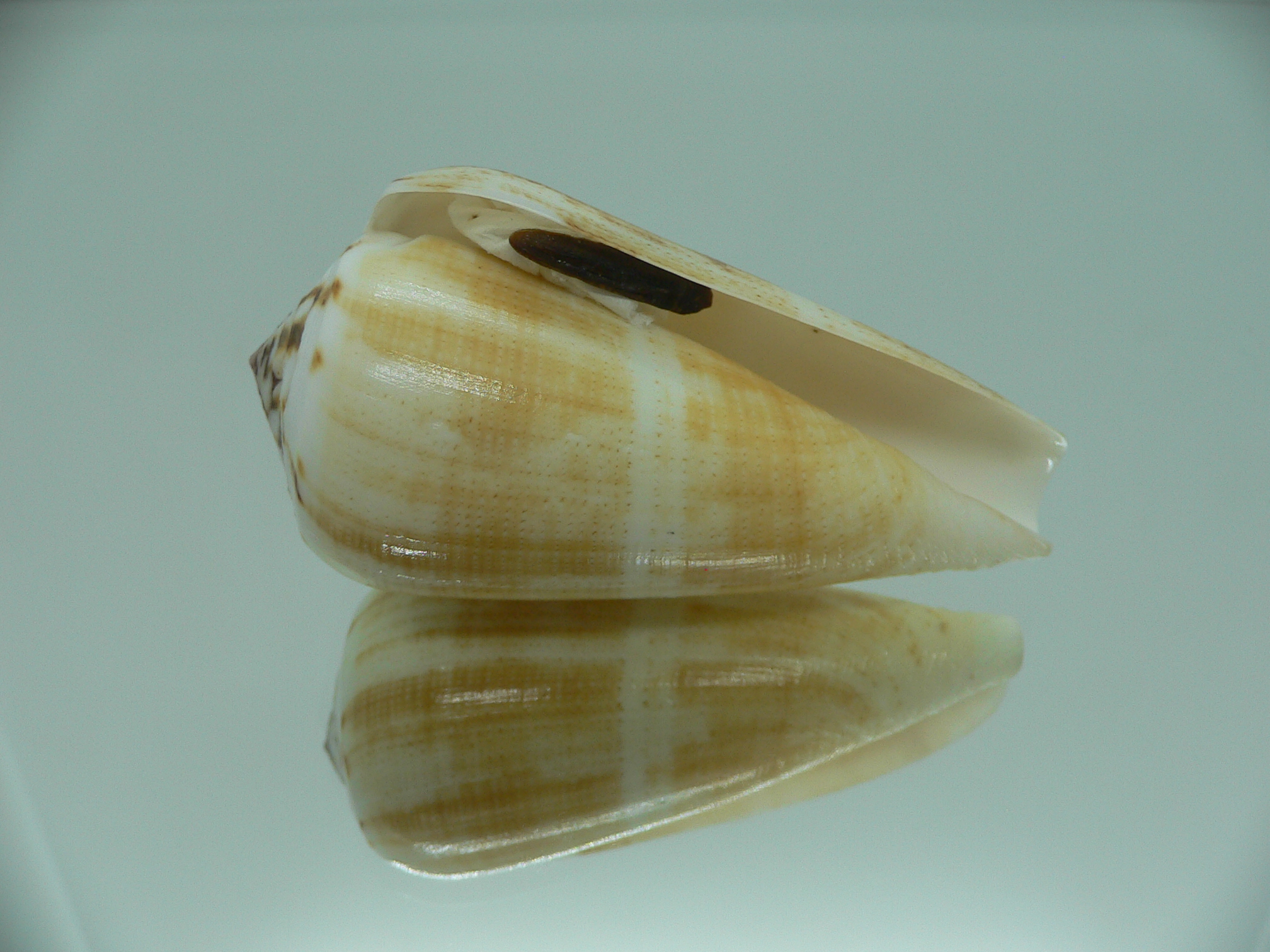 Conus magus raphanus (var.) YELLOW COLOR