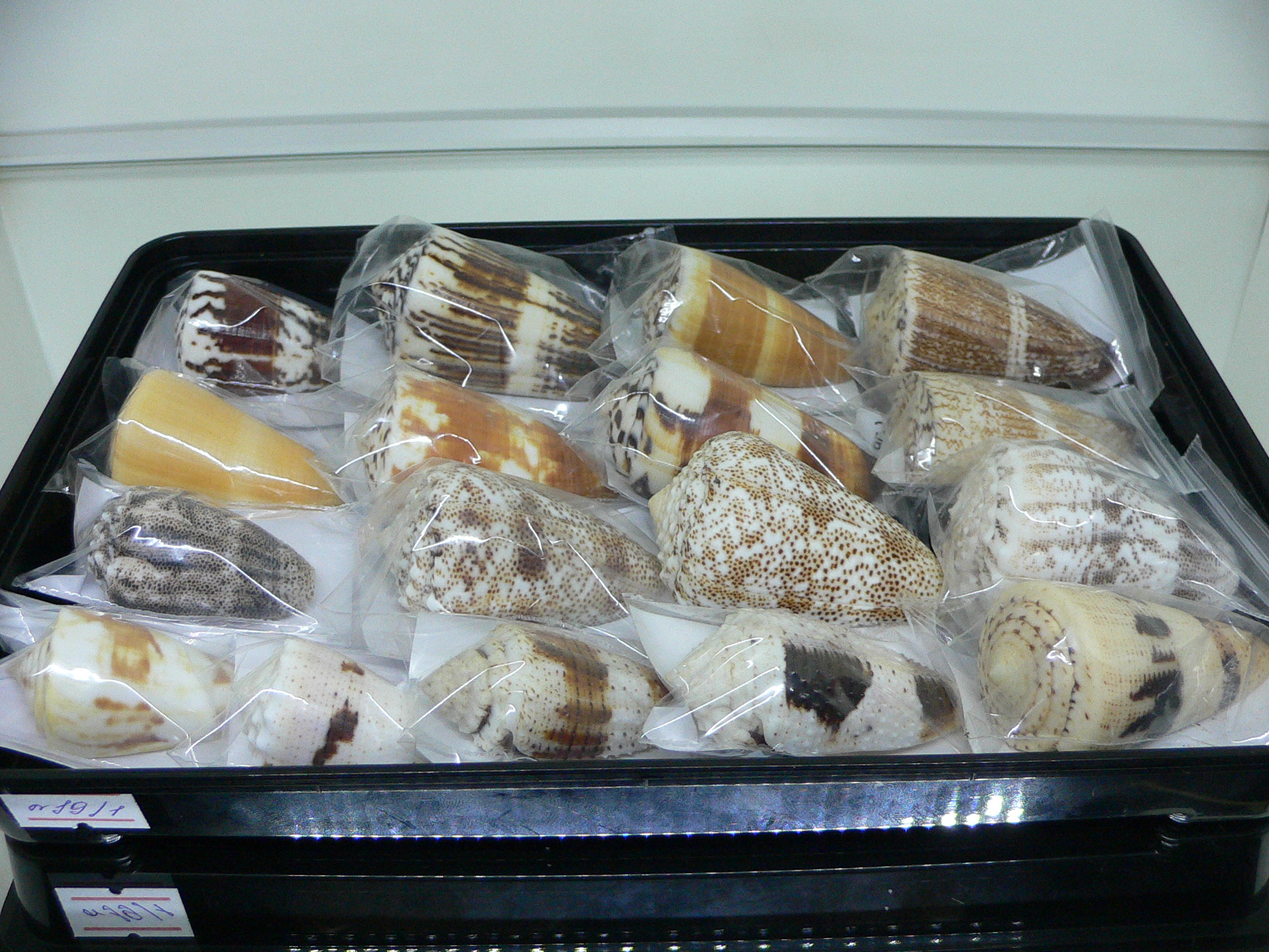 Conus magus raphanus (var.) COLOR