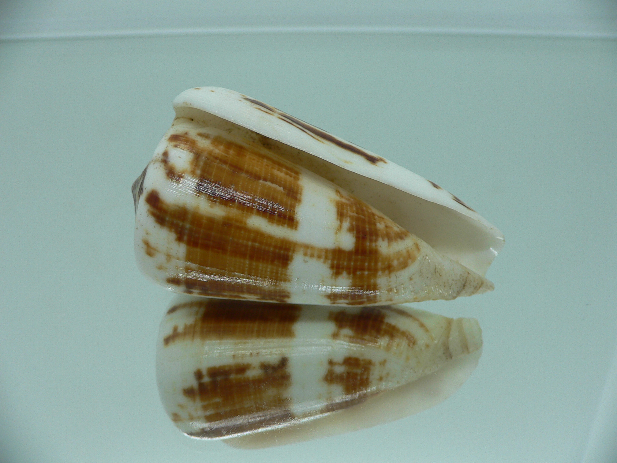 Conus magus raphanus (var.) COLOR