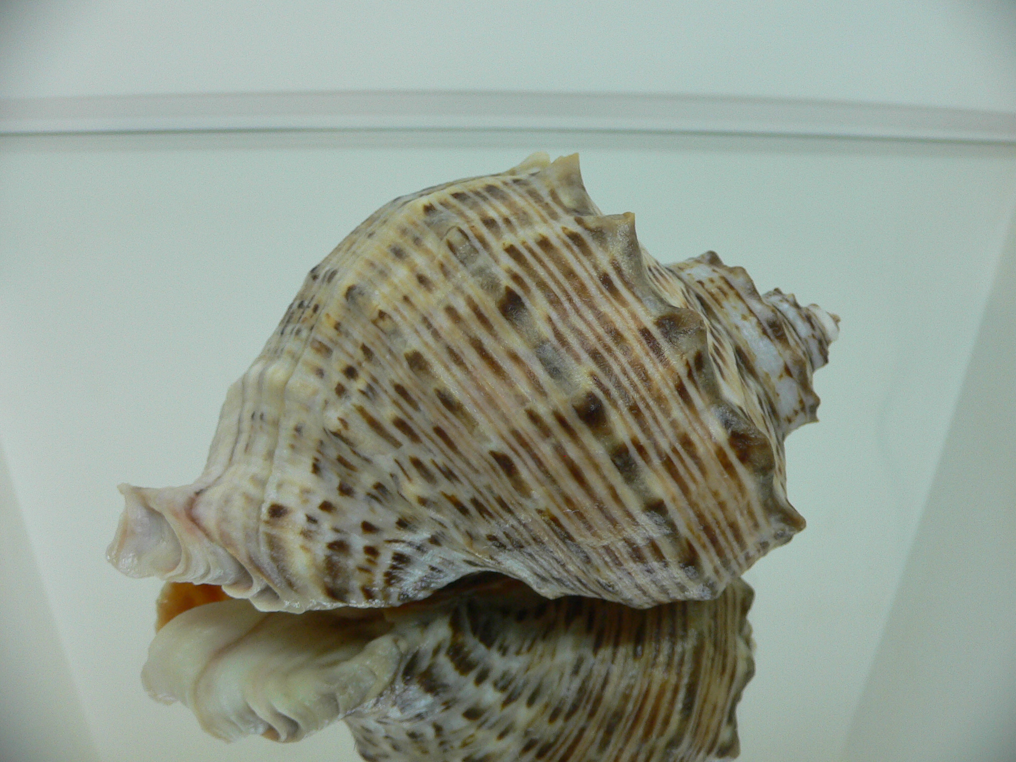 Rapana venosa MOTLEY