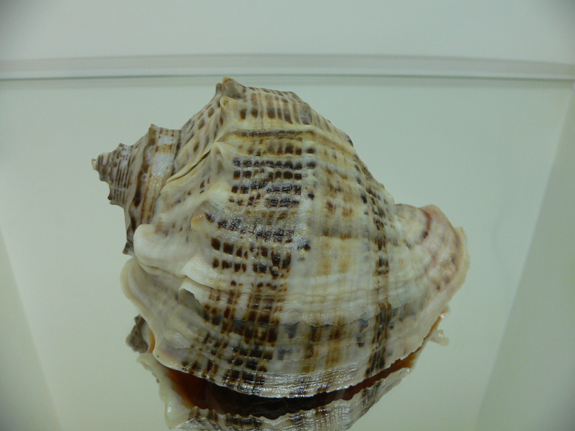 Rapana venosa MOTLEY