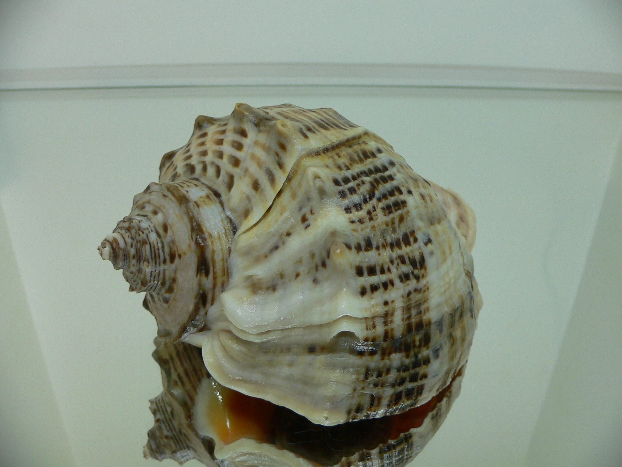 Rapana venosa MOTLEY