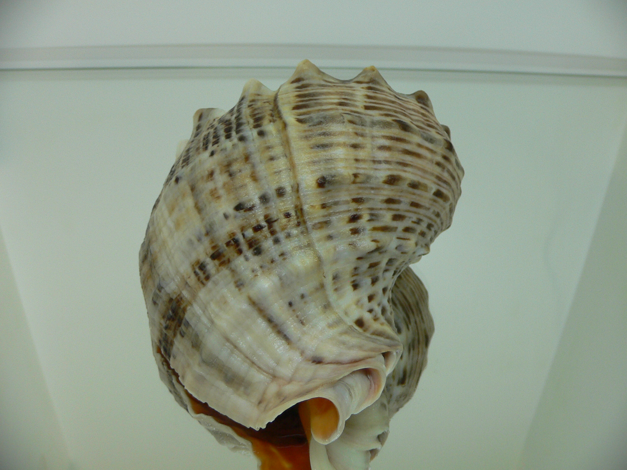 Rapana venosa MOTLEY