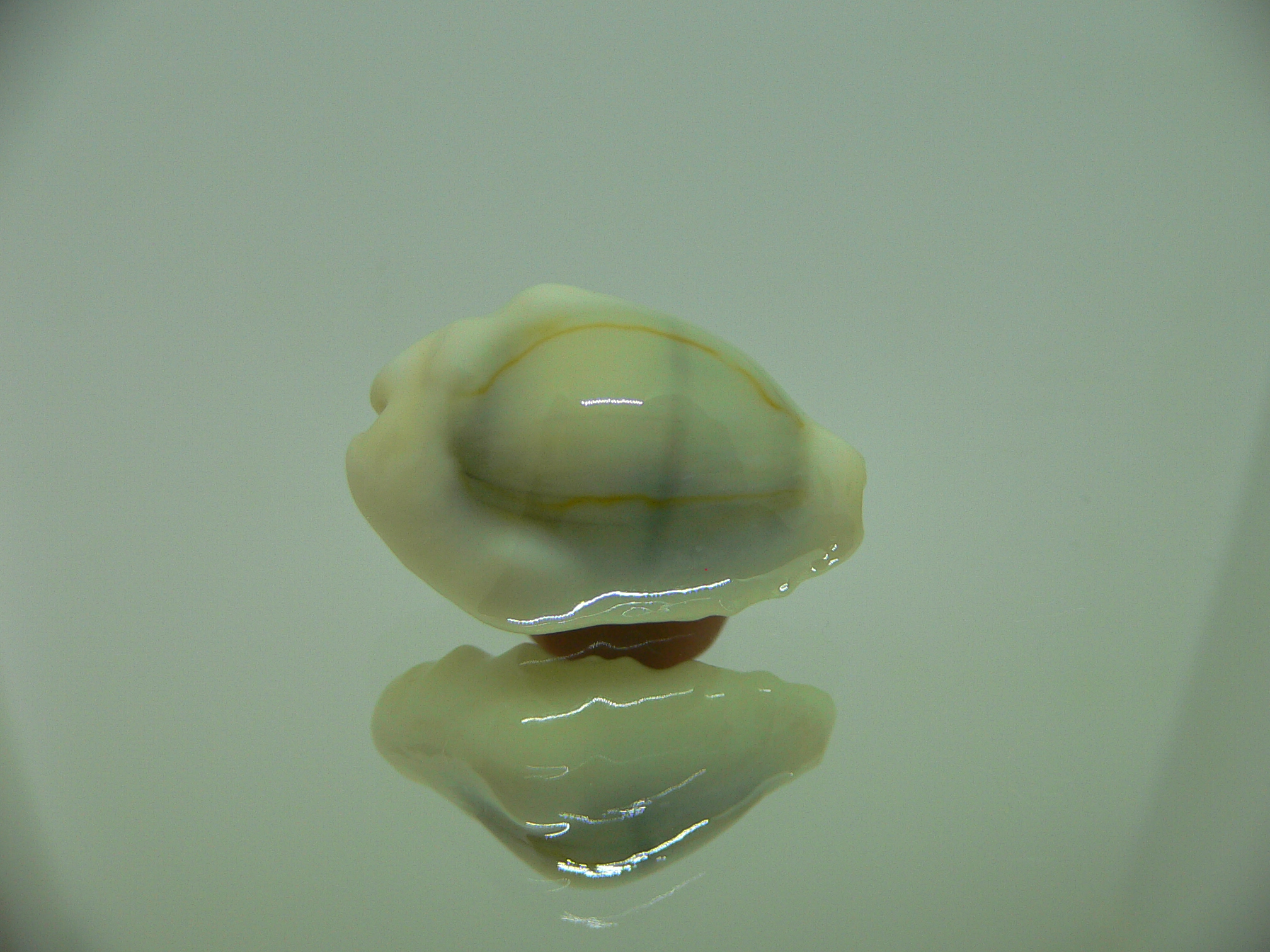 Cypraea moneta barthelemyi (var.) BIG