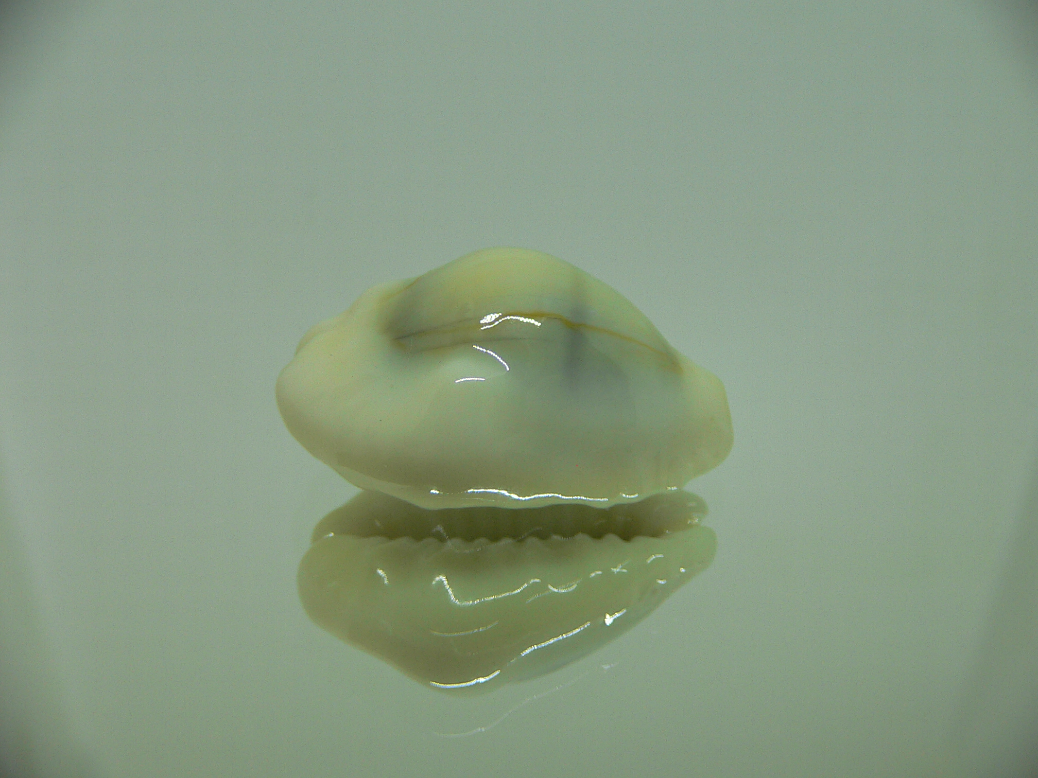 Cypraea moneta barthelemyi (var.) BIG