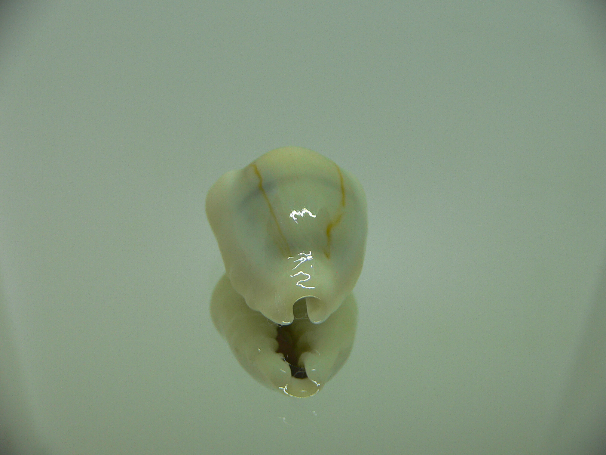 Cypraea moneta barthelemyi (var.) BIG