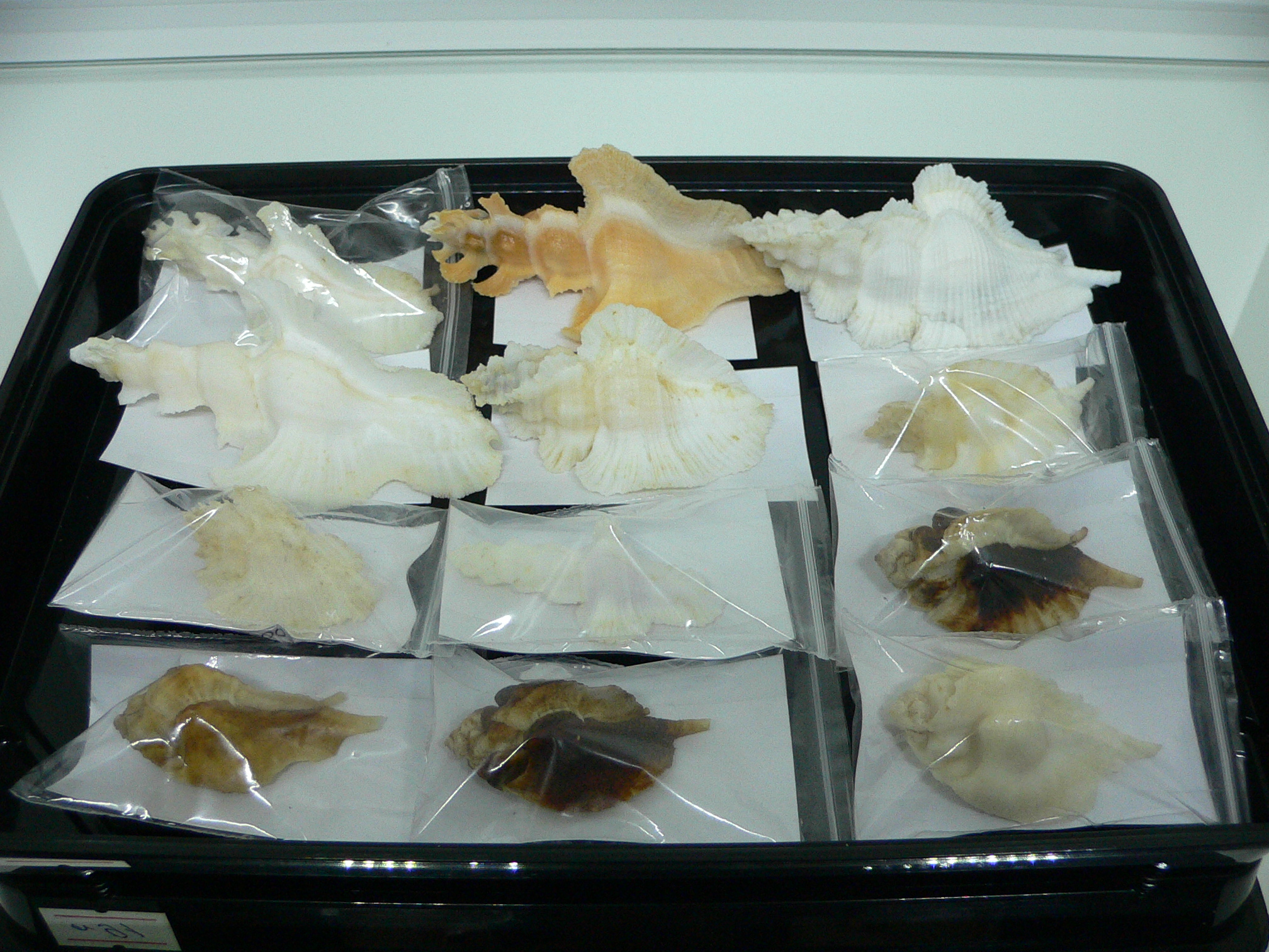 Pterynotus alatus GIANT