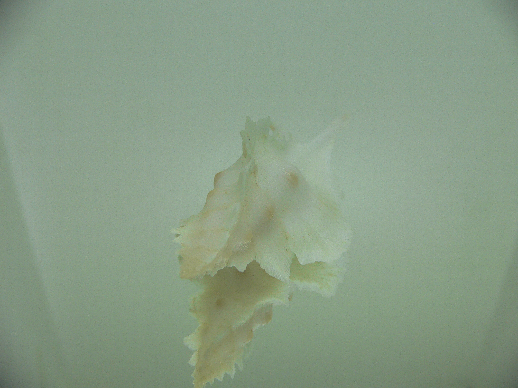 Pterynotus alatus