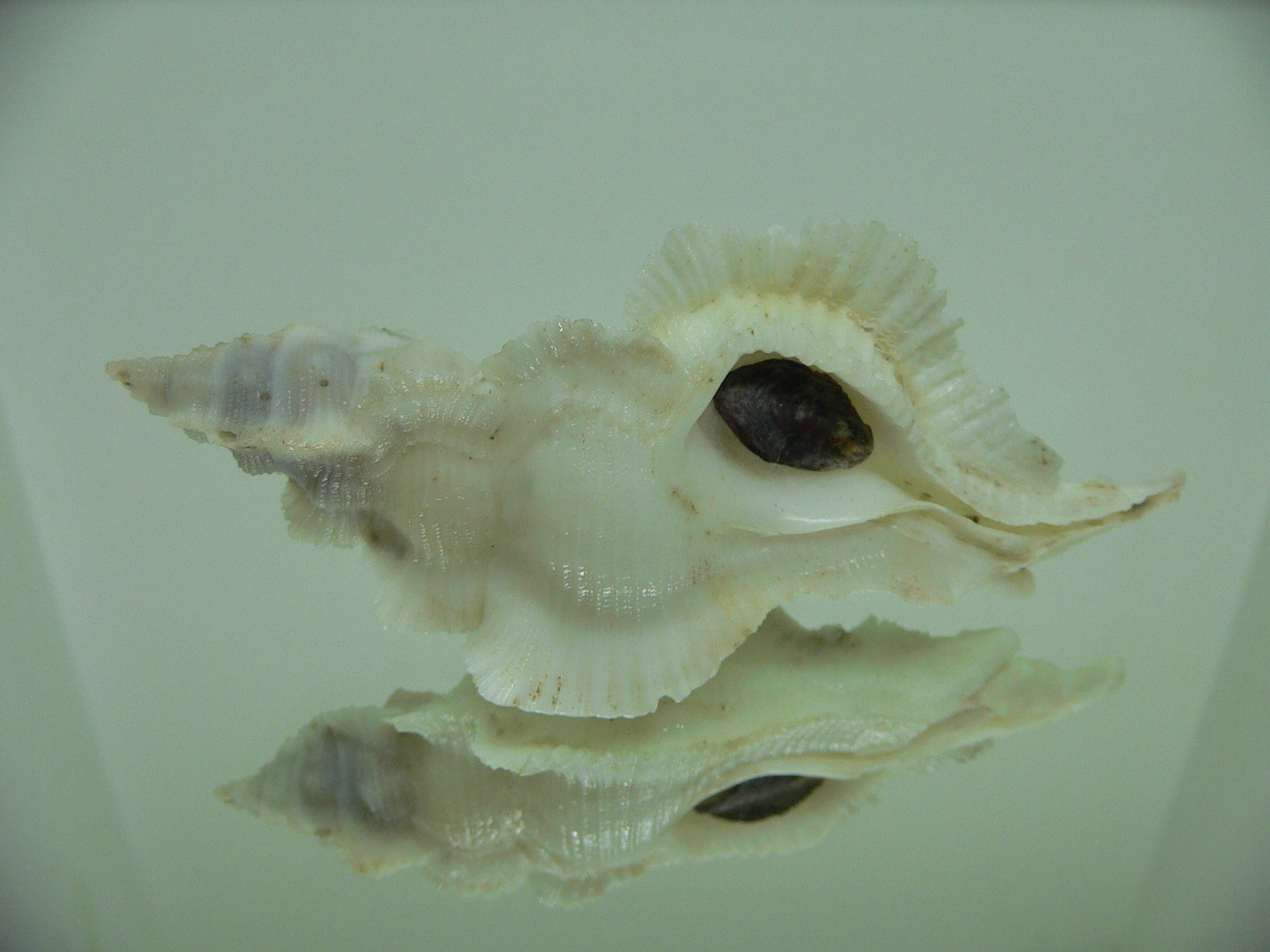 Pterynotus alatus GIANT