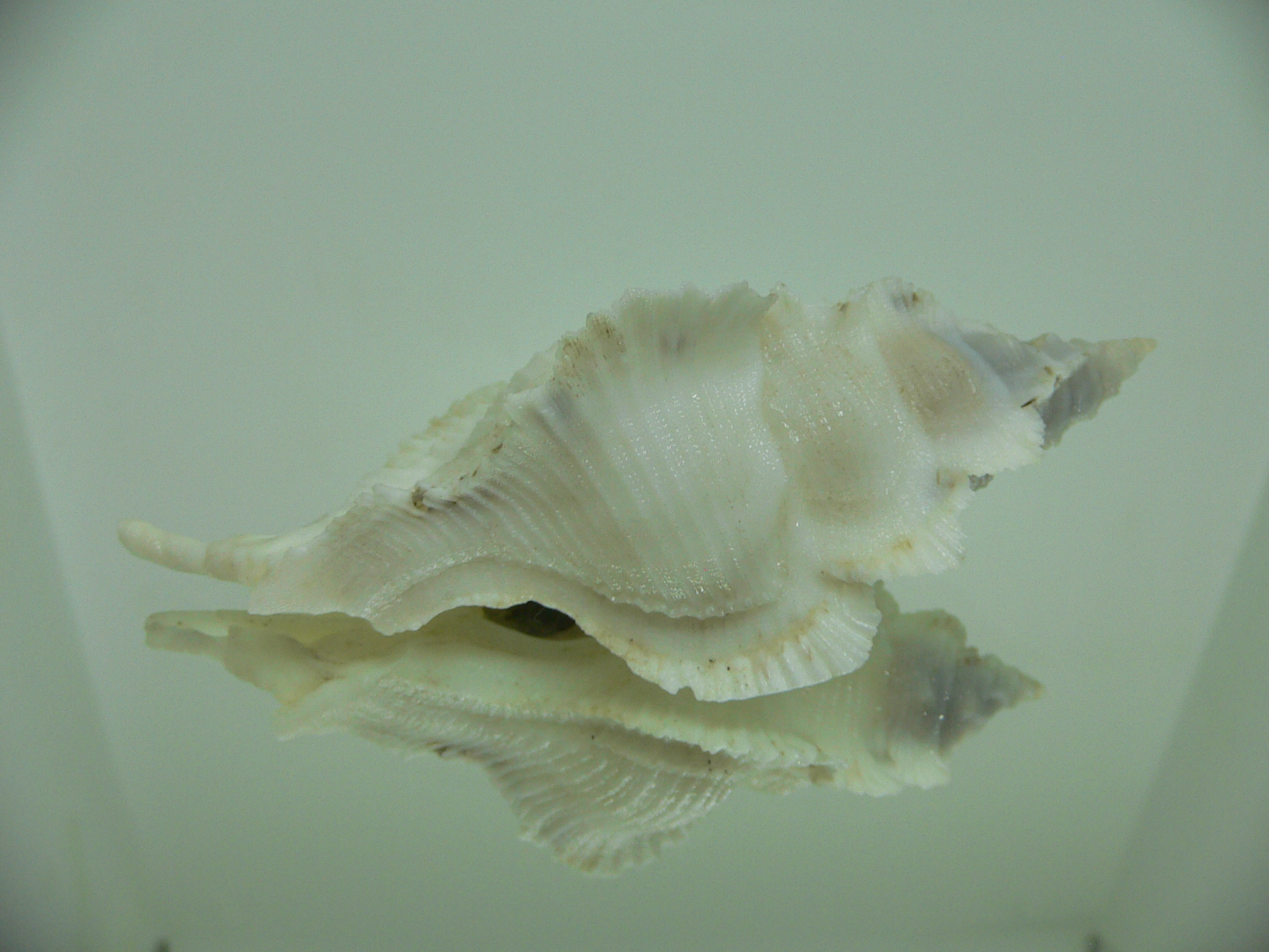 Pterynotus alatus GIANT