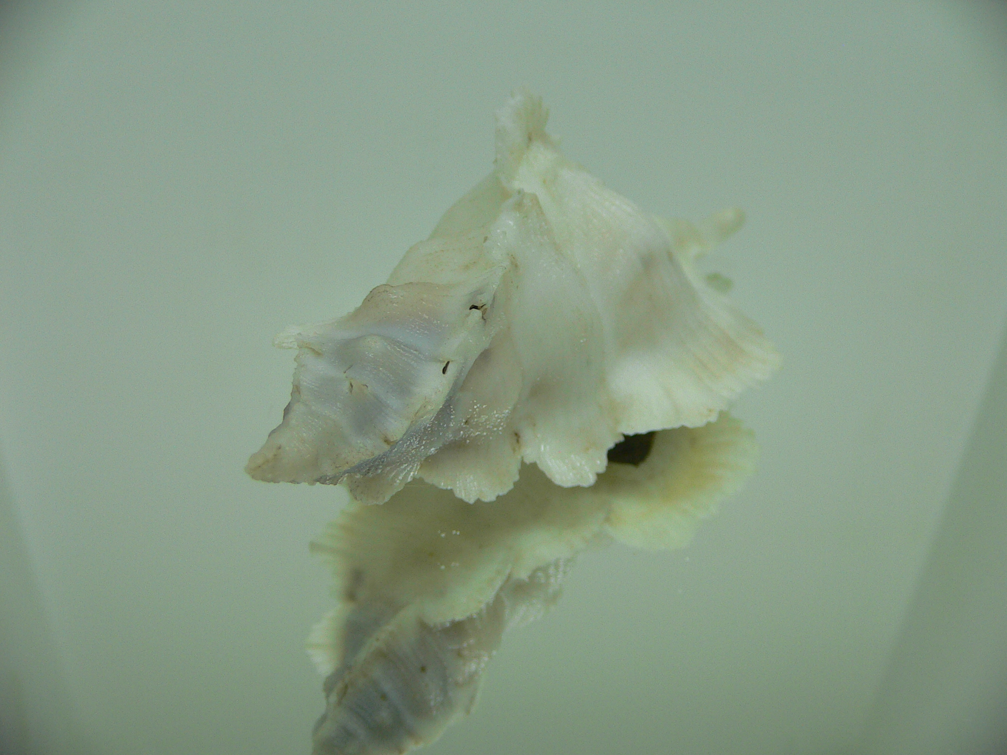 Pterynotus alatus GIANT