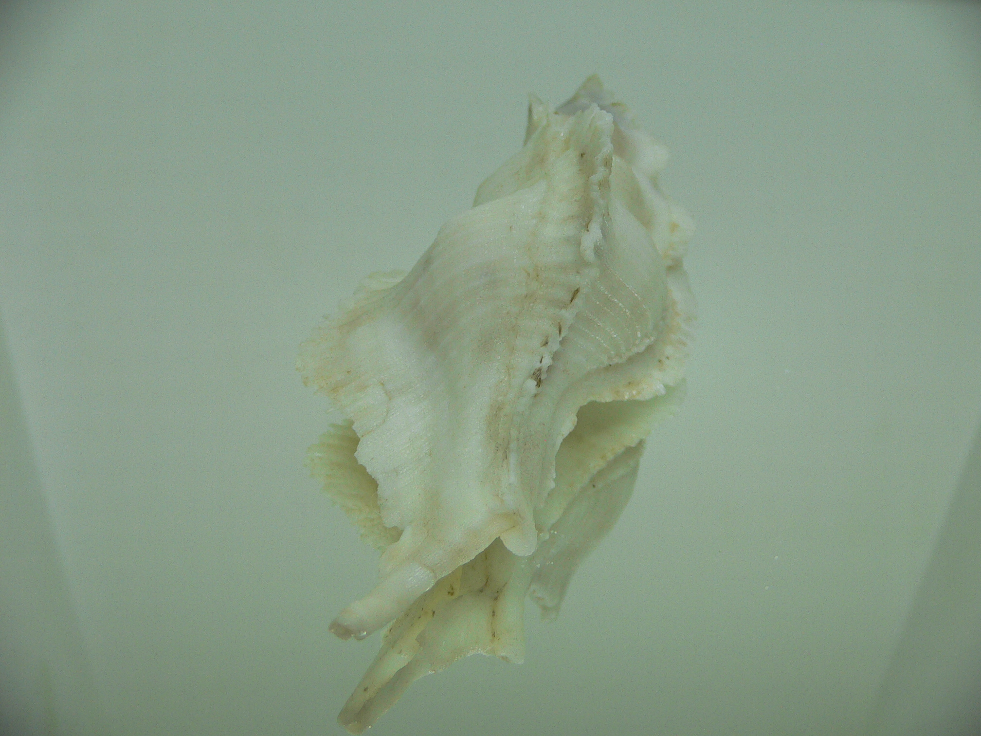 Pterynotus alatus GIANT