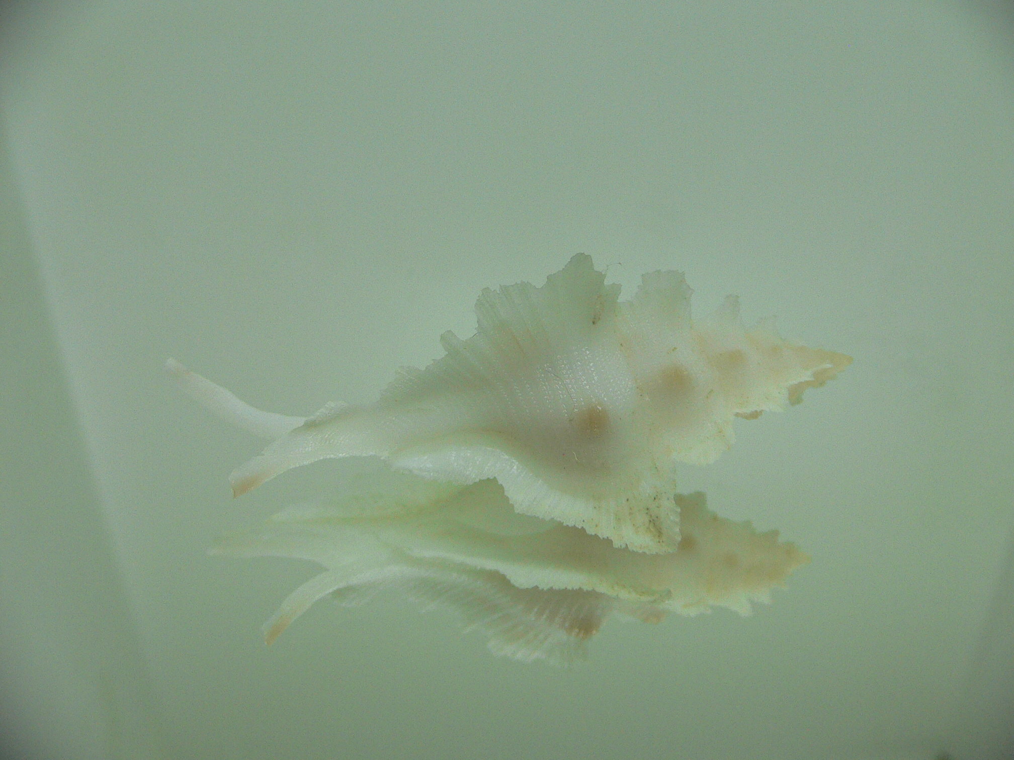 Pterynotus alatus