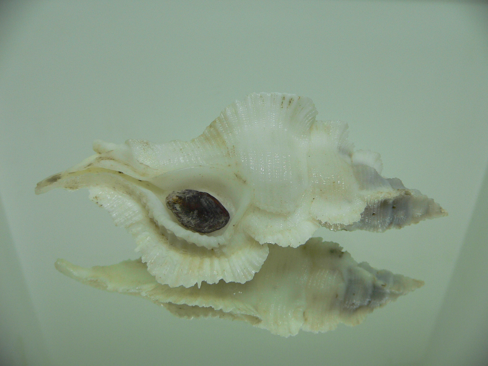 Pterynotus alatus GIANT