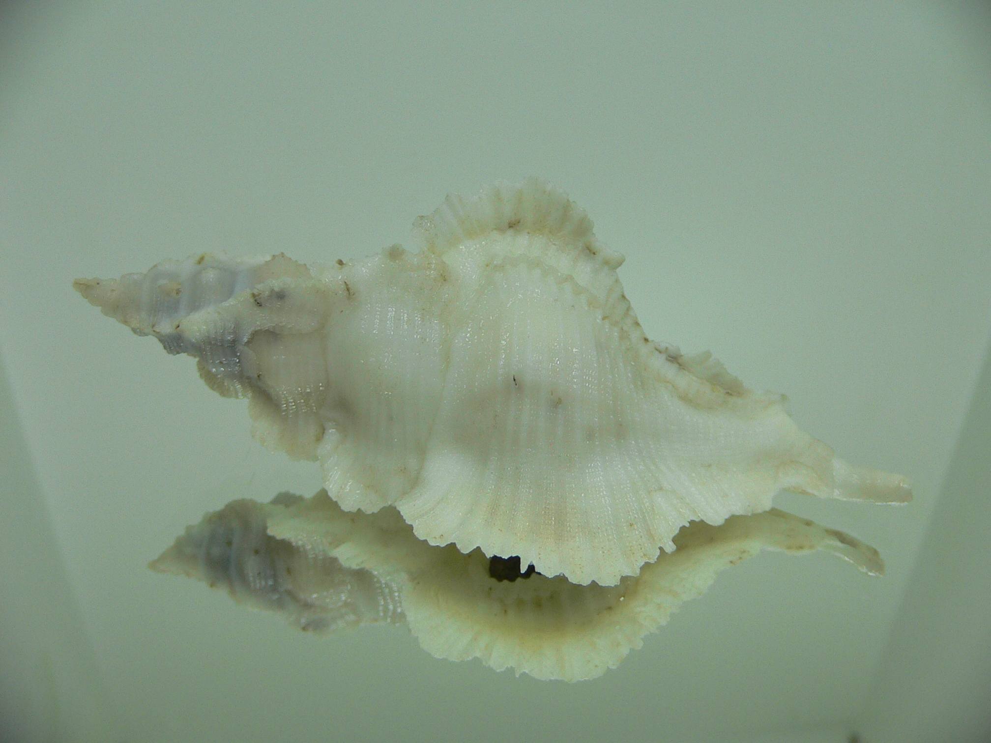 Pterynotus alatus GIANT